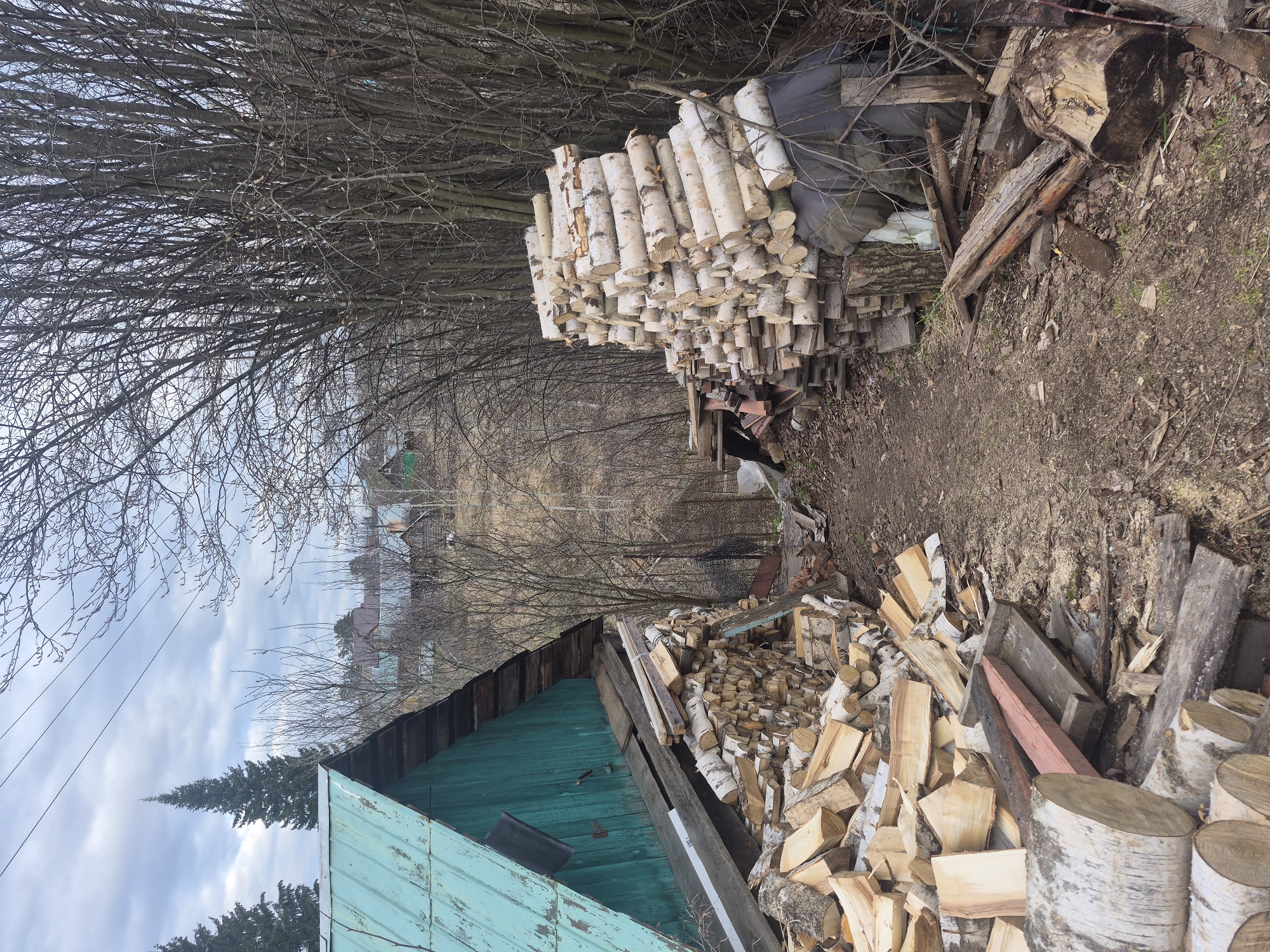 The image displays a rustic outdoor scene, likely in Chaikovsky, Russia, during daylight hours under an overcast sky, characteristic of late autumn, winter, or early spring. The primary focus is on a large quantity of stored firewood and dense, bare trees.
In the mid-ground and foreground, two significant piles of firewood are visible. On the right, a substantial stack of neatly cut birch logs, distinguished by their white bark, is horizontally arranged. Below and in front of this, a more haphazard pile of split firewood, comprising both birch and other wood types, is mixed with various wooden planks and debris. A dark grey tarp is partially visible amongst the wood piles. A dirt path runs alongside these firewood stacks.
On the left side of the frame, the gable end of a weathered wooden building or shed, painted a faded teal or light green, occupies the lower portion. Its roof shows signs of age, with exposed wooden elements and some dark material.
The upper and background areas are dominated by a dense canopy of bare, leafless deciduous tree branches, forming an intricate network against the cloudy sky. Through the sparse branches, distant buildings and rooftops are visible, indicating a populated area beyond. A tall, dark coniferous tree stands prominently in the mid-distance on the left, and power lines stretch across the upper left quadrant. No people or visible text are present. The overall scene suggests preparation for colder seasons.