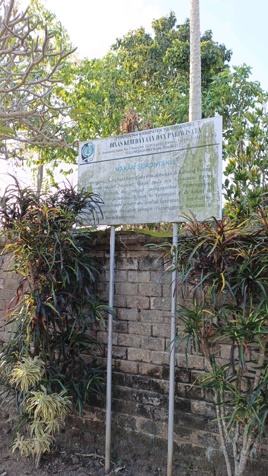 A sign stands in front of a brick wall, surrounded by greenery. The sign, likely located in Wajak Kidul, Indonesia, displays text in Indonesian, indicating it's from the Department of Culture and Tourism of Tulungagung Regency. The text details "MAKAM SURONTANI 2" and provides a historical account of Surontani Kertoyuda's burial. The brick wall behind the sign is weathered and stained, with moss and dirt visible. Lush green plants, some with red and yellow variegation, are planted in front of the wall, partially obscuring it. The environment appears to be outdoors, with sunlight filtering through the trees overhead. The overall scene suggests a historical or cultural site.