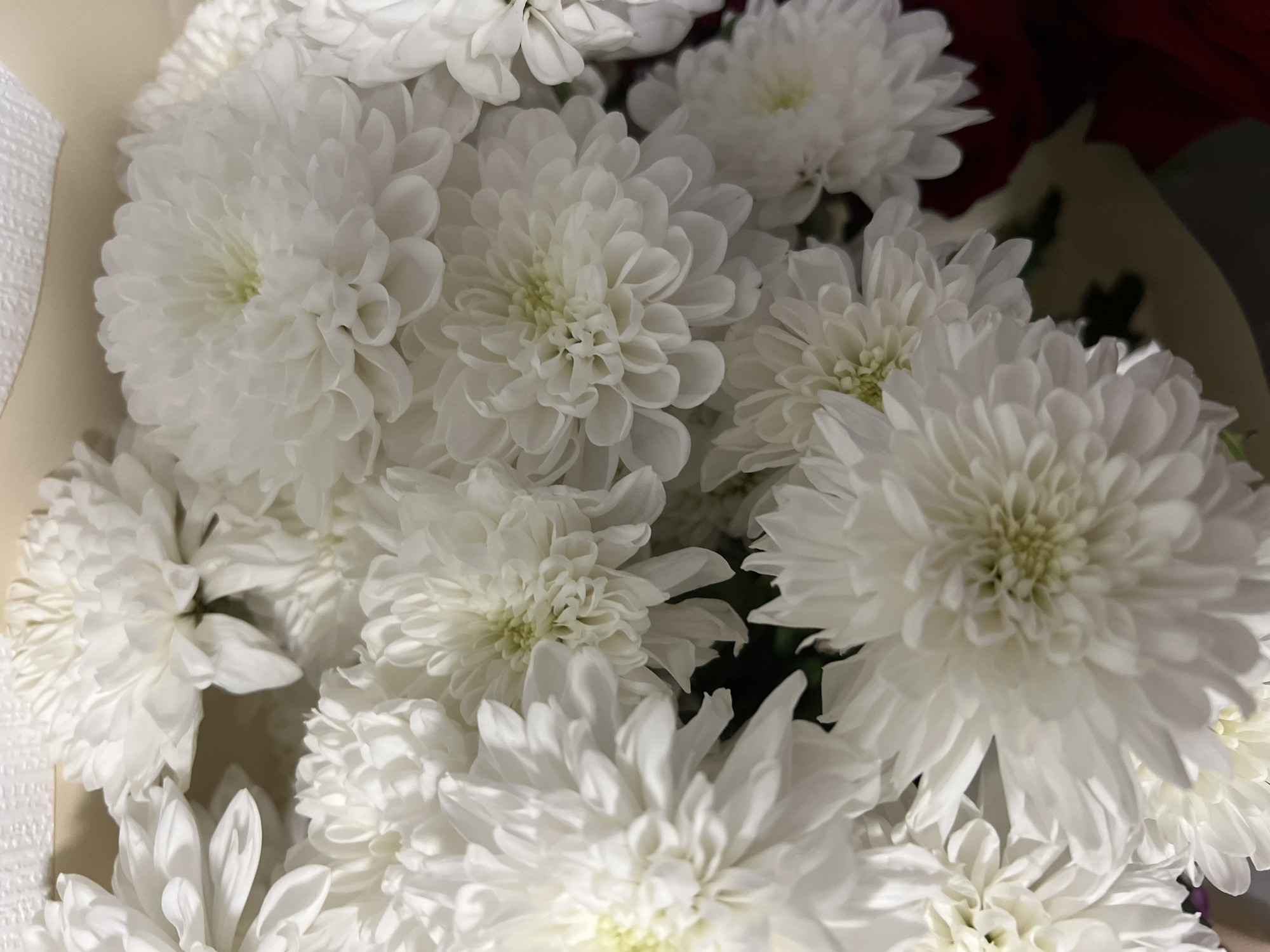A close-up, overhead shot showcases a bouquet of white chrysanthemum flowers, their dense petals creating a soft, textured display. The lighting is bright, highlighting the delicate, almost luminescent quality of the white blooms. The background is blurred and indistinct, with hints of a light beige or cream color at the top and a dark red or maroon color peeking out from the bottom right corner. There are no people or discernible actions depicted in the image. The image does not provide any information that can be used to determine a specific location within the city of Yekaterinburg, Russia.