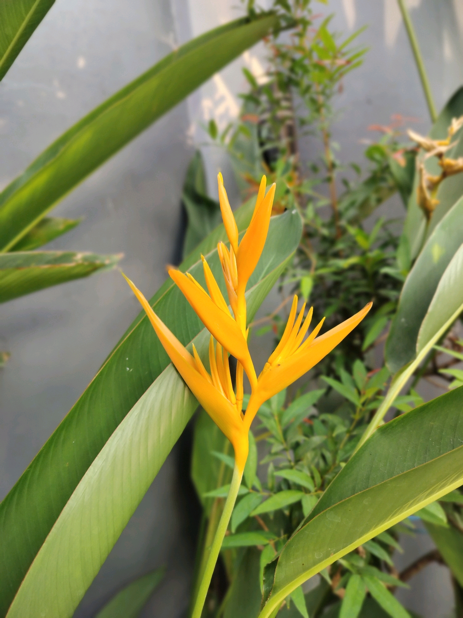 In the city of Yogyakarta, Indonesia, a bright yellow Heliconia flower with pointed petals stands out against a blurred background of green foliage and a gray wall. The flower is positioned centrally and slightly to the right, with its vibrant color drawing the viewer's eye. Large, elongated green leaves of the Heliconia plant frame the flower on the left and right sides of the image. In the background, smaller green leaves and branches are visible, suggesting a garden or outdoor setting. The lighting appears natural, casting soft shadows and highlighting the textures of the leaves and petals.