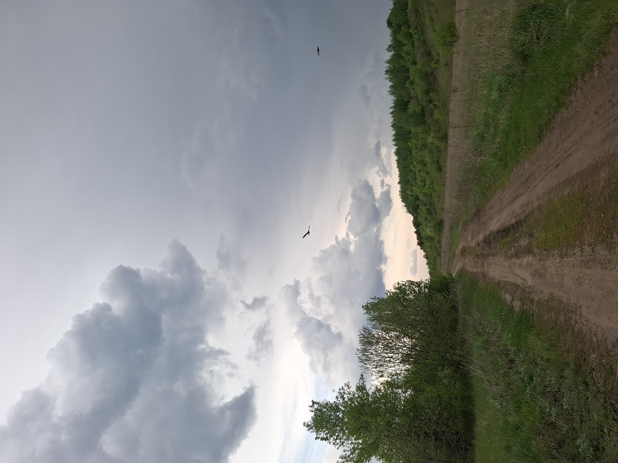 The image depicts a dirt road running alongside a field and a treeline under a cloudy sky. Two birds are visible in the sky. The road appears to be in a rural area, possibly on the outskirts of Khlevnoye, Russia. There are no people visible in the frame. The focus is on the landscape and the road leading into the distance.