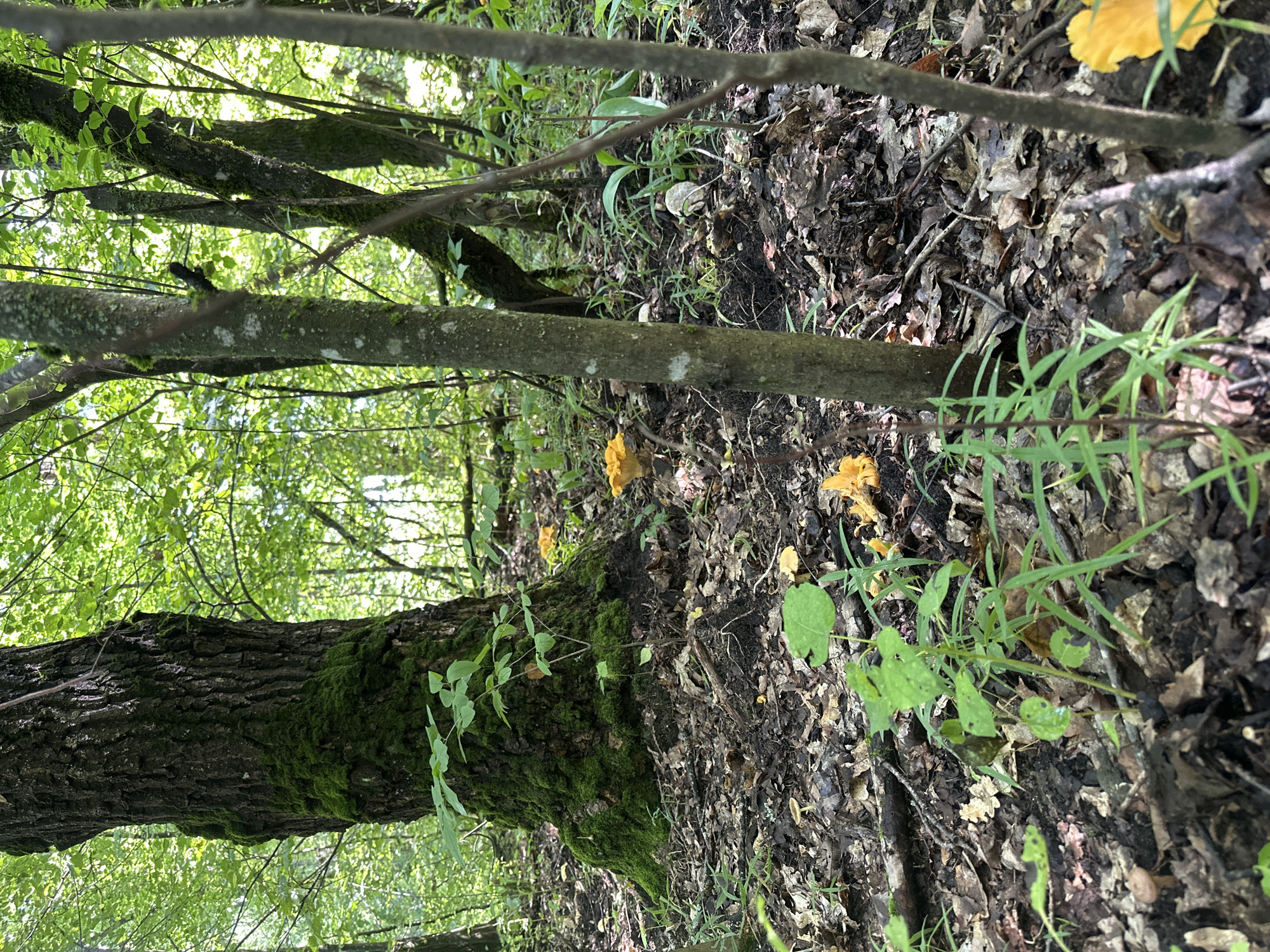 A forest floor is visible in Panikovets, Russia, featuring the base of a large, moss-covered tree on the left. The ground is covered with fallen leaves, twigs, and patches of dark soil. Several bright orange mushrooms, likely chanterelles, are scattered across the scene, with a few smaller, lighter-colored mushrooms also present. Green foliage, including grass and small plants, grows amongst the leaf litter. The background consists of more trees and dense green leaves, suggesting a lush, wooded environment. Sunlight filters through the canopy, creating dappled light and shadows.