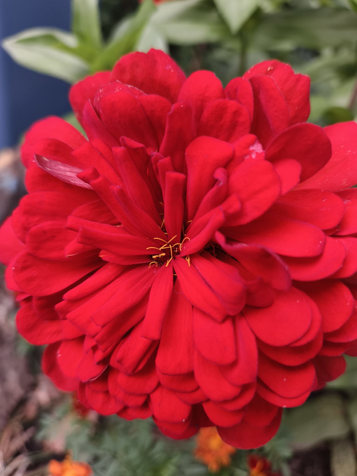 A close-up, eye-level shot focuses on the vibrant red petals of a zinnia flower. The petals are tightly packed, layered, and have a slightly ruffled edge. In the center of the flower, delicate yellow stamens are visible. The background is softly blurred, with hints of green foliage and a dark blue area, possibly a wall or building. The overall setting appears to be an outdoor garden. The image does not contain any identifiable landmarks that would definitively place it in the city of Катунь, Russia.