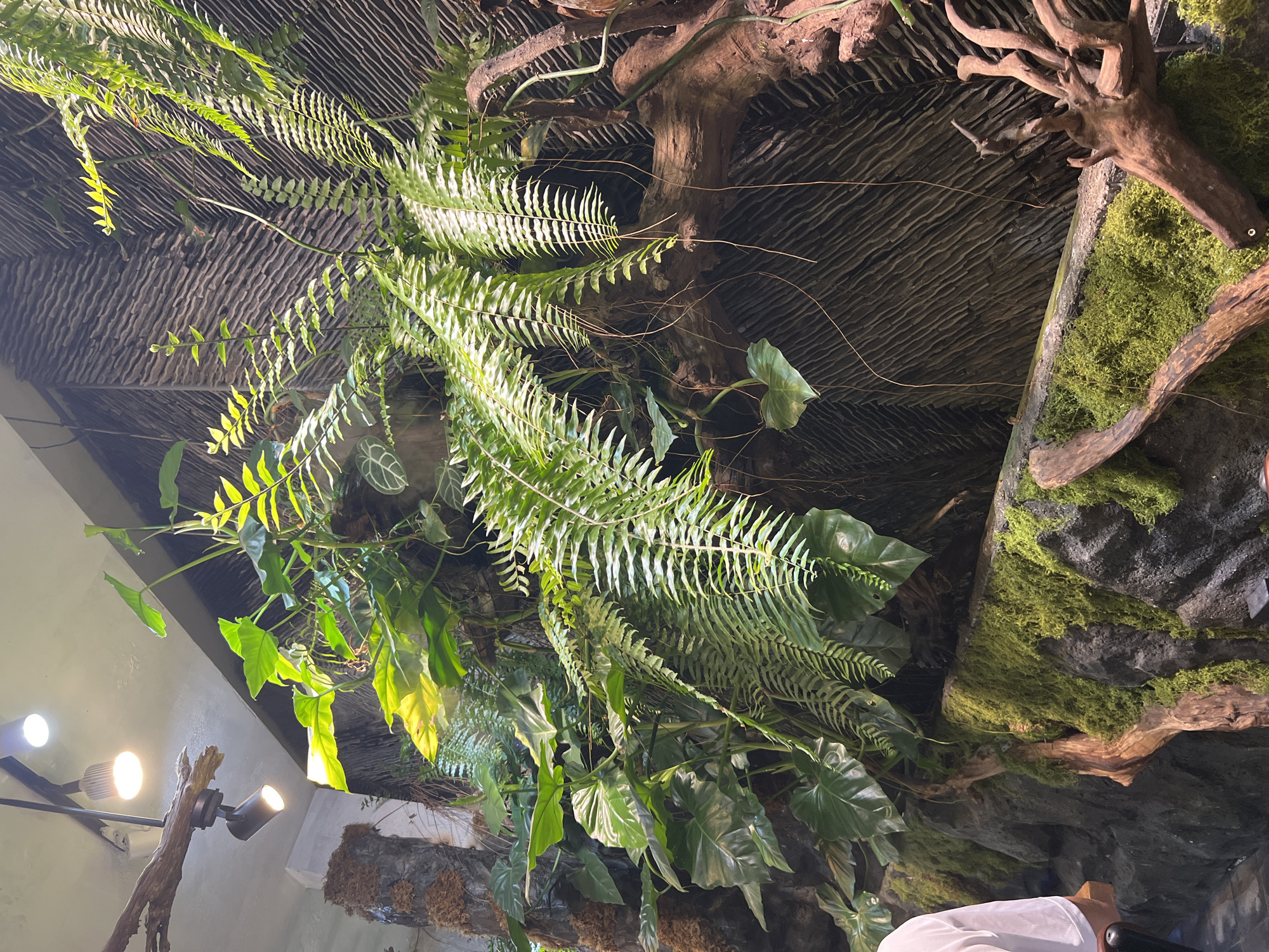 The image shows an indoor space with a faux natural environment. Ferns and broad-leafed plants are prominent, cascading from a textured wall designed to resemble rock or wood. Part of a tree trunk is visible with moss-covered areas. There are artificial lights on a mounting bracket on the left. The setting evokes an artificial jungle or rainforest exhibit. Nha Trang, Vietnam is not discernable from the image.