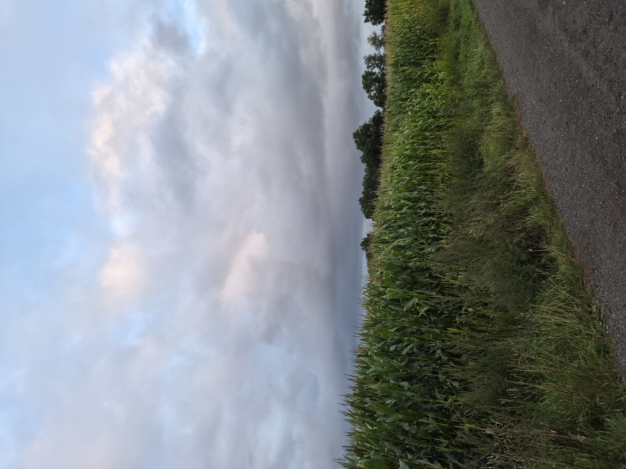 The image shows a rural scene with a cornfield on the left and a gravel path on the right. The cornfield is tall and green, with some dry grass and weeds in the foreground. The path is dark grey and appears to be unpaved. In the background, there are trees and a cloudy sky. The sky is a mix of blue and grey, with some patches of pink and white clouds. The overall impression is of a calm and overcast day in the countryside. The location is identified as Schiffdorf, Germany. There are no people or animals visible in the image, and no actions or interactions are taking place. The environment is natural and agricultural.