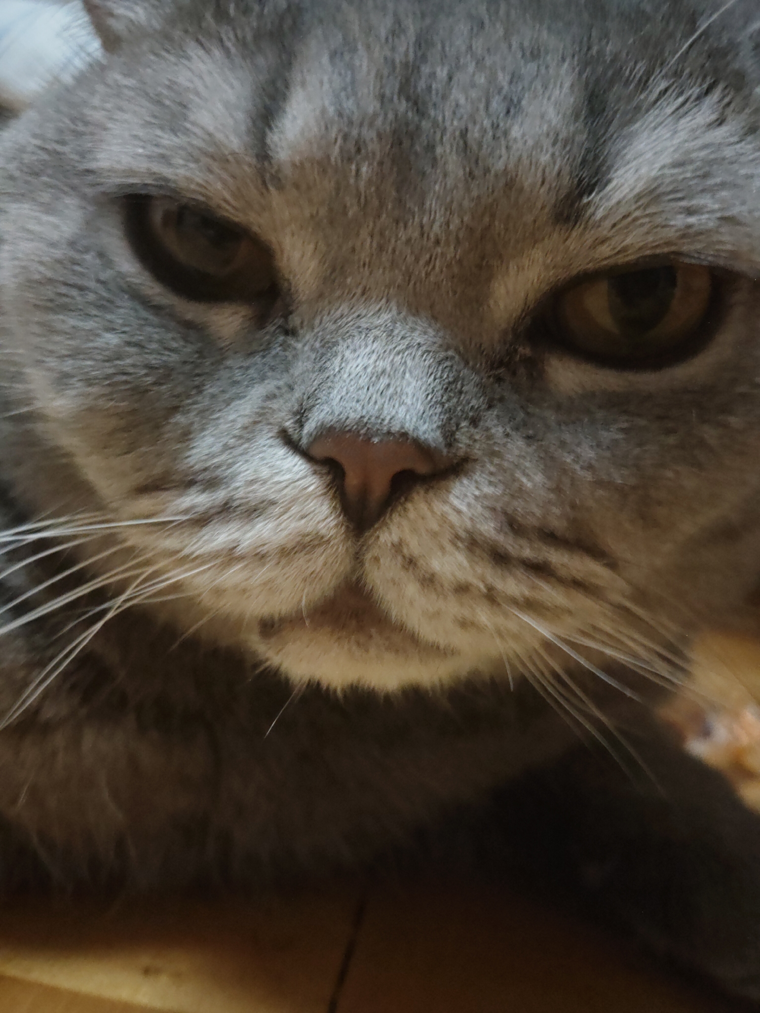 A close-up photograph captures the face of a gray cat. The cat's face is the central subject, and it fills the majority of the frame. The cat has short, dense fur and a pink nose. Its eyes are a golden-brown color. The background is out of focus, revealing some wood. The location and city are not identifiable in the image.
