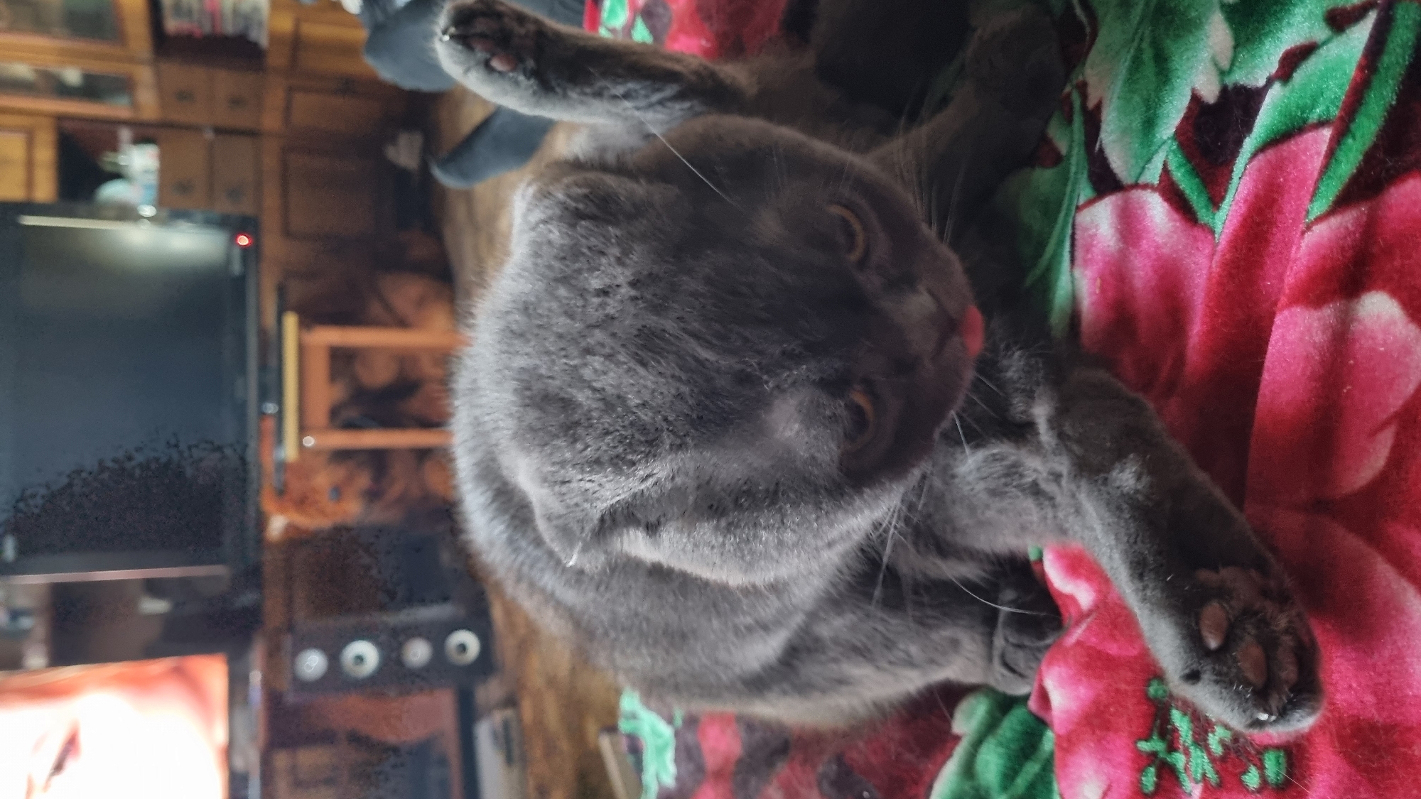 The image shows a grey Scottish Fold cat sitting on a blanket with a floral pattern. The cat is in the foreground, with its head bowed and tongue sticking out slightly. Its paws are in various positions, with one raised in the air. In the background, a television is visible, along with furniture and what appears to be a speaker. The setting is likely a domestic environment. The location of Vysokoe, Russia is not discernable from the image itself.