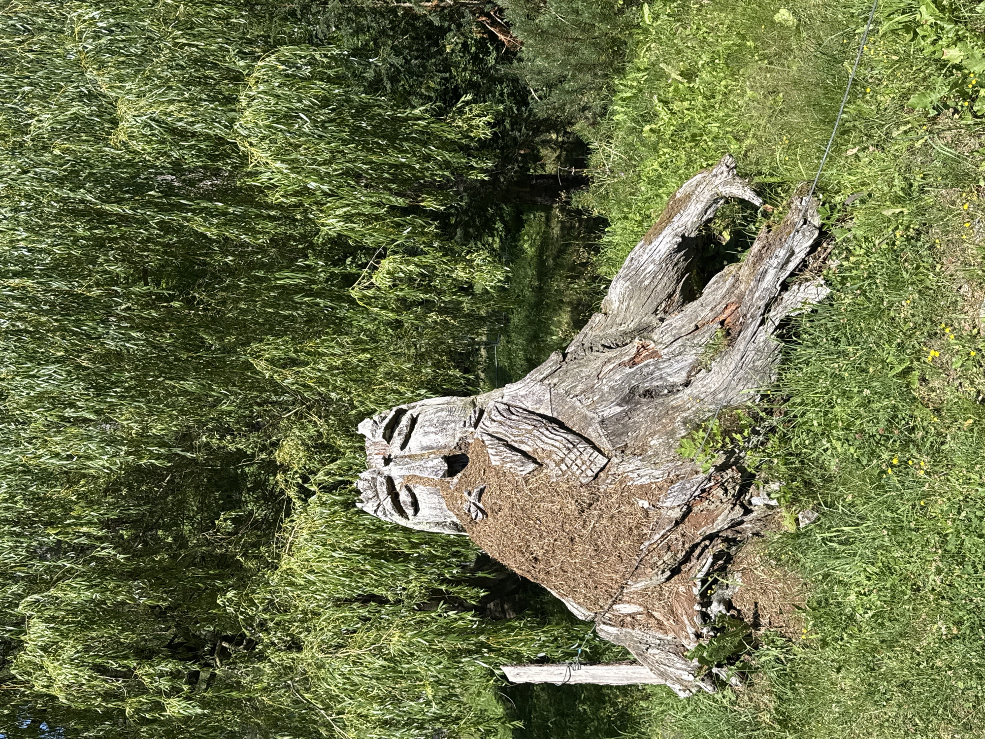 A carved wooden stump resembling a face is situated in a grassy area with a weeping willow tree in the background. The stump has features such as eyes, a nose, and a mouth, and is decorated with what appears to be straw or dry grass around the face area, forming a beard. To the left of the stump, a wooden post with wire attached is visible. The environment appears to be an outdoor, natural setting, likely a park or garden. The image does not contain any people or indicate any actions or interactions. The location is identified as the city of Verzasca, Switzerland.