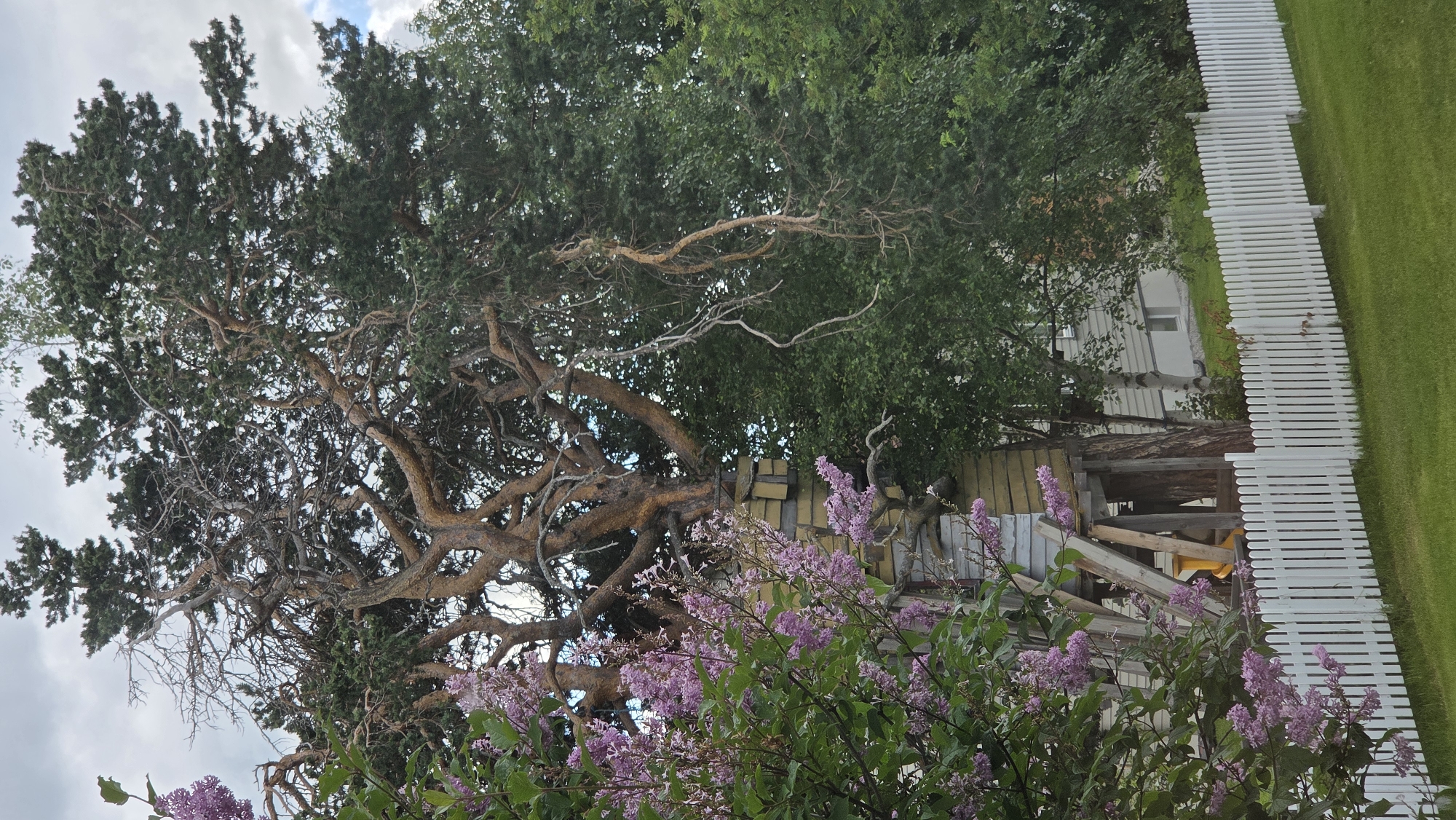 The image depicts a unique structure, seemingly a treehouse or a platform built around the trunk of a large, gnarled tree. The tree has thick, twisted branches and a mix of green foliage and bare, exposed wood. In the foreground, a cluster of blooming lilac bushes with purple flowers adds a touch of color to the scene, with their branches partially obscuring the lower portion of the tree and structure.
The treehouse itself is constructed with wooden planks, painted in a weathered yellow and grey. It is supported by sturdy wooden beams and poles, giving it a rustic and handmade appearance. The structure appears to be elevated, with an opening visible at its base.
Behind the tree and structure, a modern house with light-colored siding and windows is visible. This suggests a residential setting. A white picket fence runs horizontally across the lower part of the image, separating the grassy lawn from the area with the tree and house. The lawn is well-maintained and green.
The sky is overcast with some patches of blue sky and white clouds, indicating a moderately bright day. The overall impression is one of a charming, slightly unconventional backyard with a focus on the unusual tree and its incorporated structure.
This scene is located in Tynset, Norway.