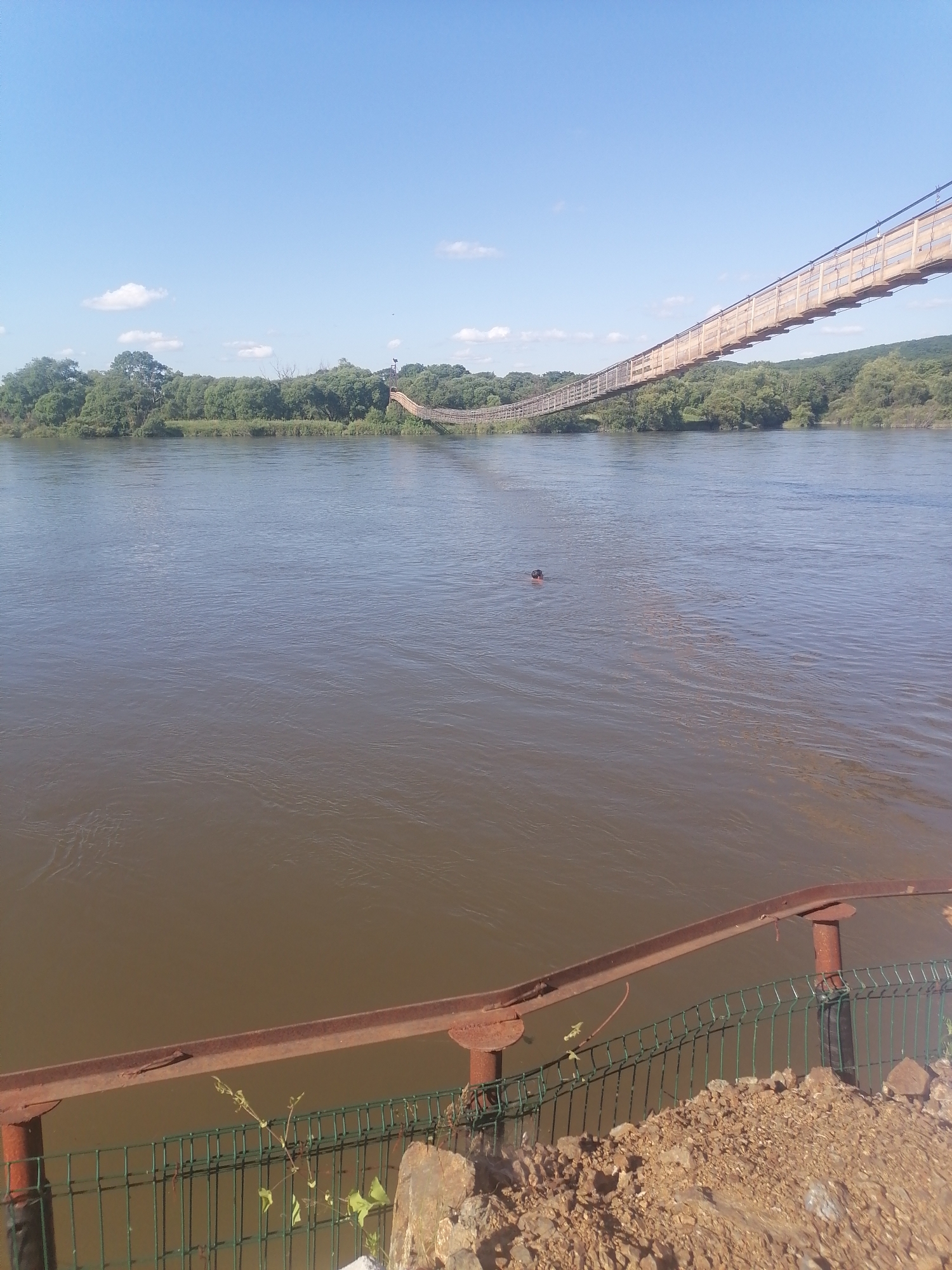 A long, wooden suspension bridge crosses a wide, brown river under a clear blue sky with a few scattered white clouds. The bridge extends diagonally from the right side of the frame towards the left, disappearing into a dense green treeline on the far bank. The river appears calm with gentle ripples. In the middle of the river, a dark, rounded object, possibly a person swimming, is visible. The foreground shows a rusty metal railing and a green chain-link fence, suggesting this is a viewpoint overlooking the river. The environment appears natural and rural.