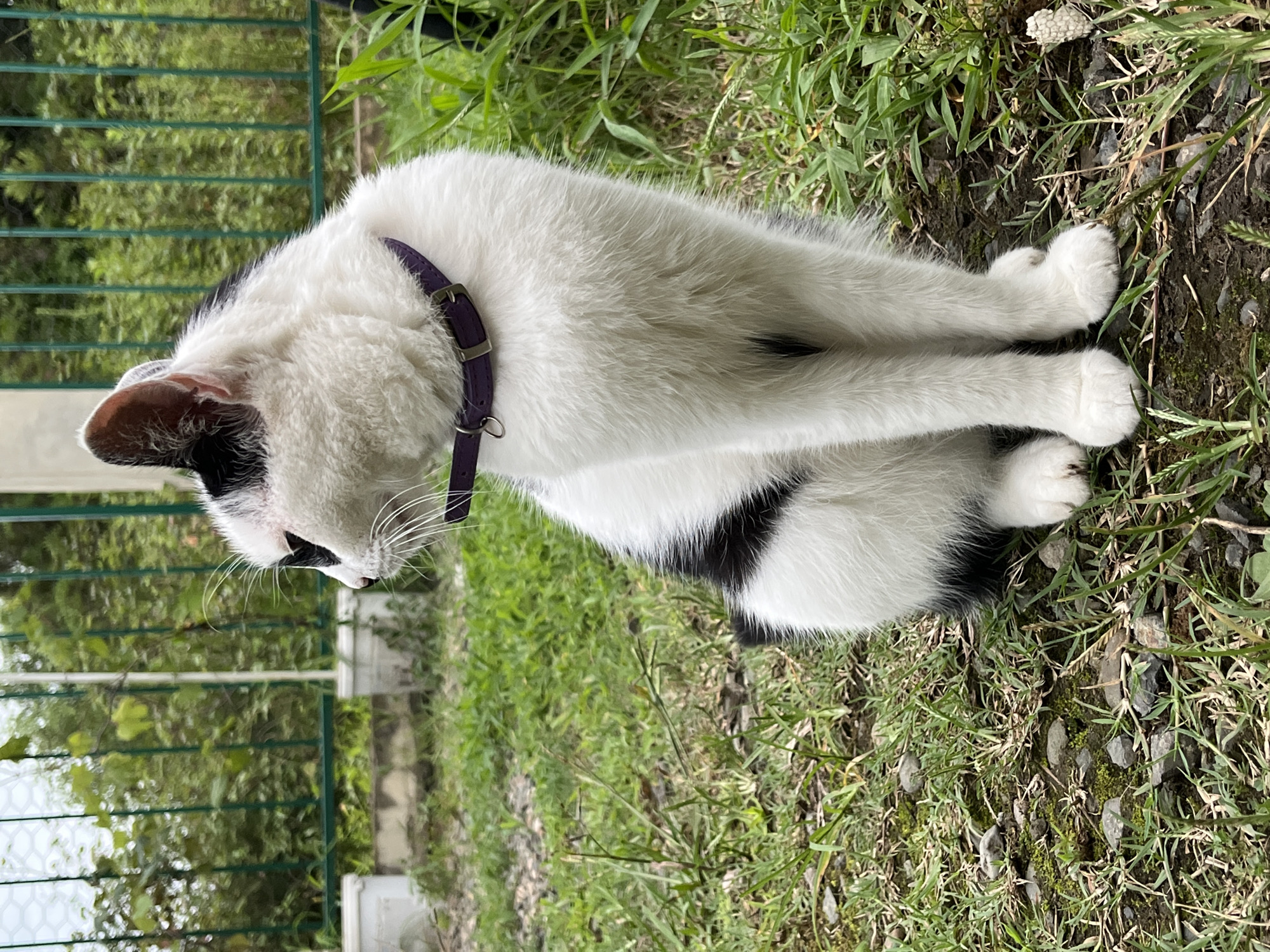 A black and white cat with a purple collar sits on the ground outdoors. The cat is facing left, with its head turned slightly, looking off into the distance. The background consists of green foliage and a green fence. The ground is covered in grass and small stones. The scene appears to be in Ureki, Georgia.