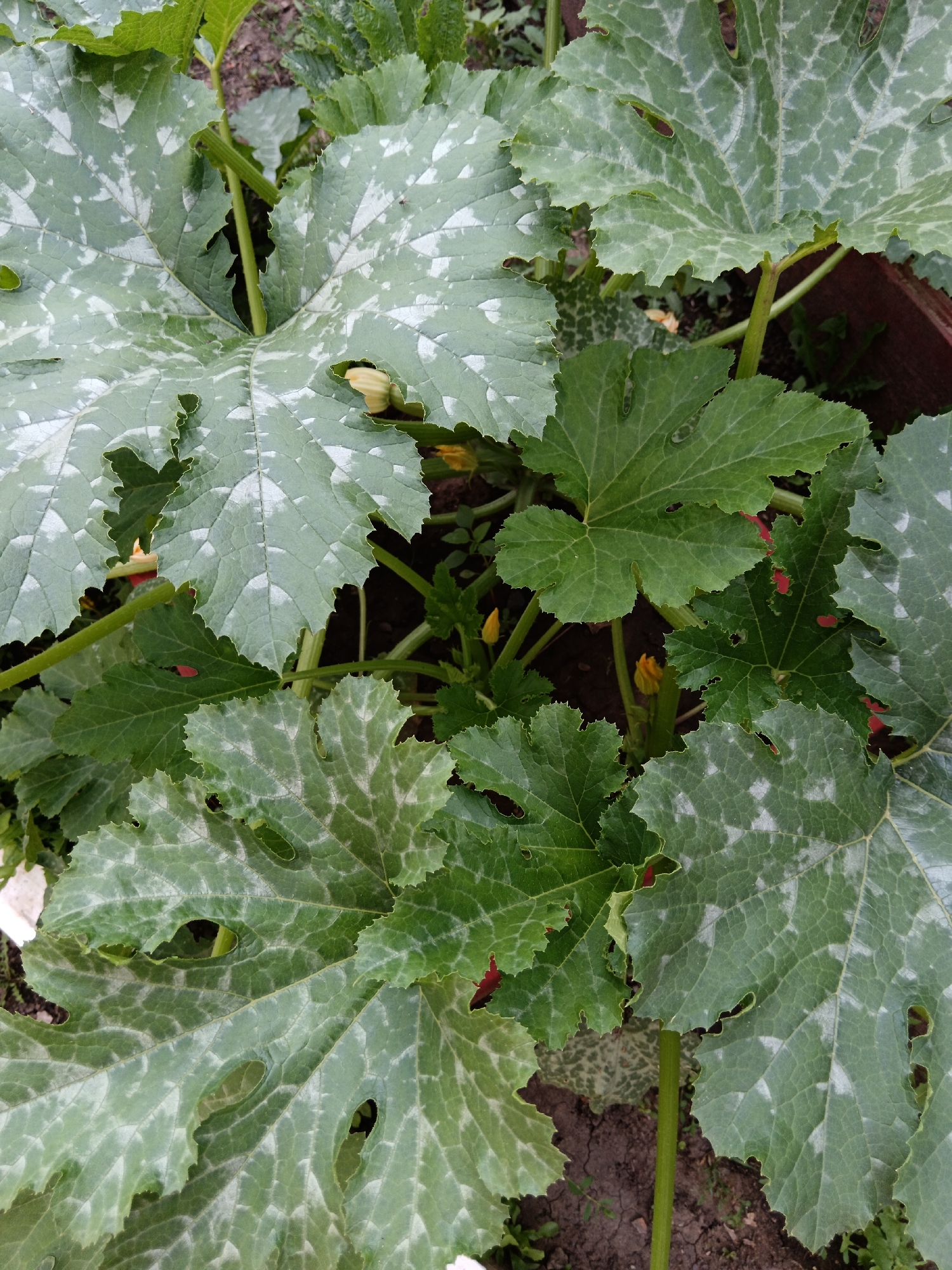 A close-up, overhead shot showcases the large, lobed leaves of a squash plant. The leaves are a vibrant green with irregular, pale white splotches, and some have small holes or ragged edges, suggesting insect activity or disease. Small yellow squash blossoms are visible in the background, peeking out from beneath the foliage, as are hints of dark soil and a dark wooden border, possibly part of a raised garden bed. The scene is set outdoors, with the natural light casting shadows and highlighting the textures of the leaves. This image was captured in Sorochinsk, Russia.