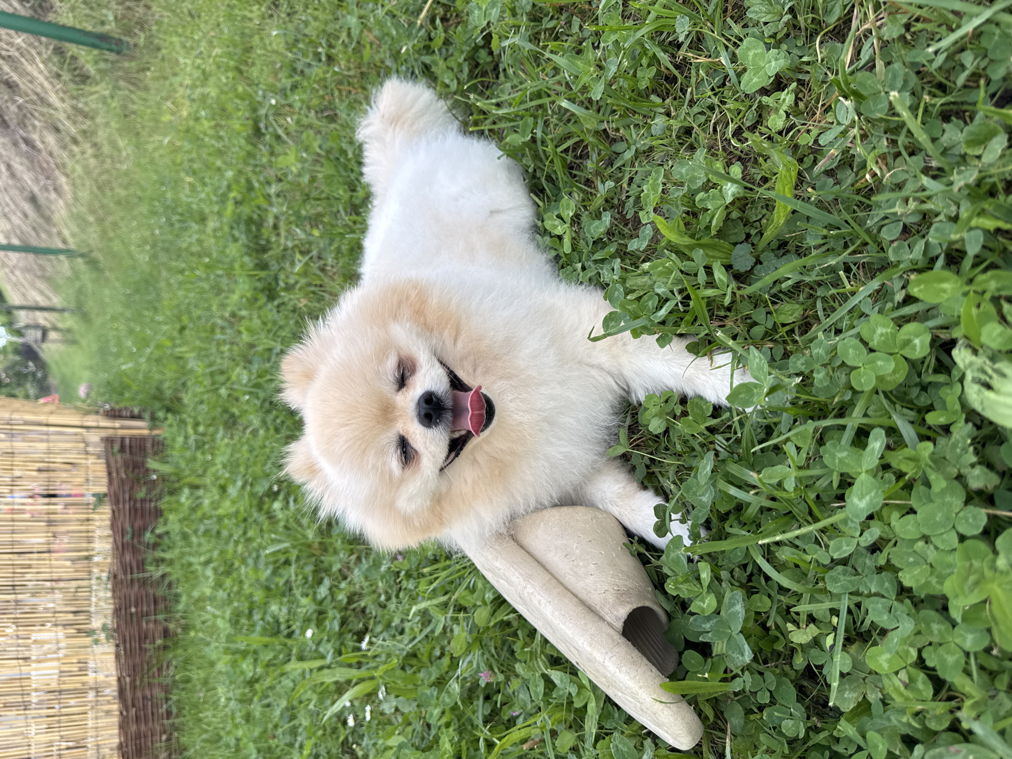 A high-angle, overhead shot captures a small, cream-colored, fluffy Pomeranian dog lying contentedly on its back in lush green grass. The dog's head is slightly tilted, with its eyes partially closed and its mouth open, revealing its pink tongue in a relaxed, happy pant. Its fluffy white and light brown fur stands out against the vibrant green of the grass and clover.
A light-colored, possibly foam or rubber, slipper is visible near the dog's body, resting on the grass. The foreground and midground are dominated by a dense carpet of green grass interspersed with numerous clover leaves and small white flowers.
In the blurred background on the left side of the frame, there are faint indications of an outdoor setting. A horizontal, light-colored structure, possibly a bamboo or wicker fence, can be seen, alongside a greener, less defined area that might be another fence or vegetation. The overall lighting is bright, suggesting it is daytime with pleasant weather. The scene conveys a sense of peaceful enjoyment for the dog in an outdoor environment in Bietigheim-Bissingen, Germany. No visible text is present.