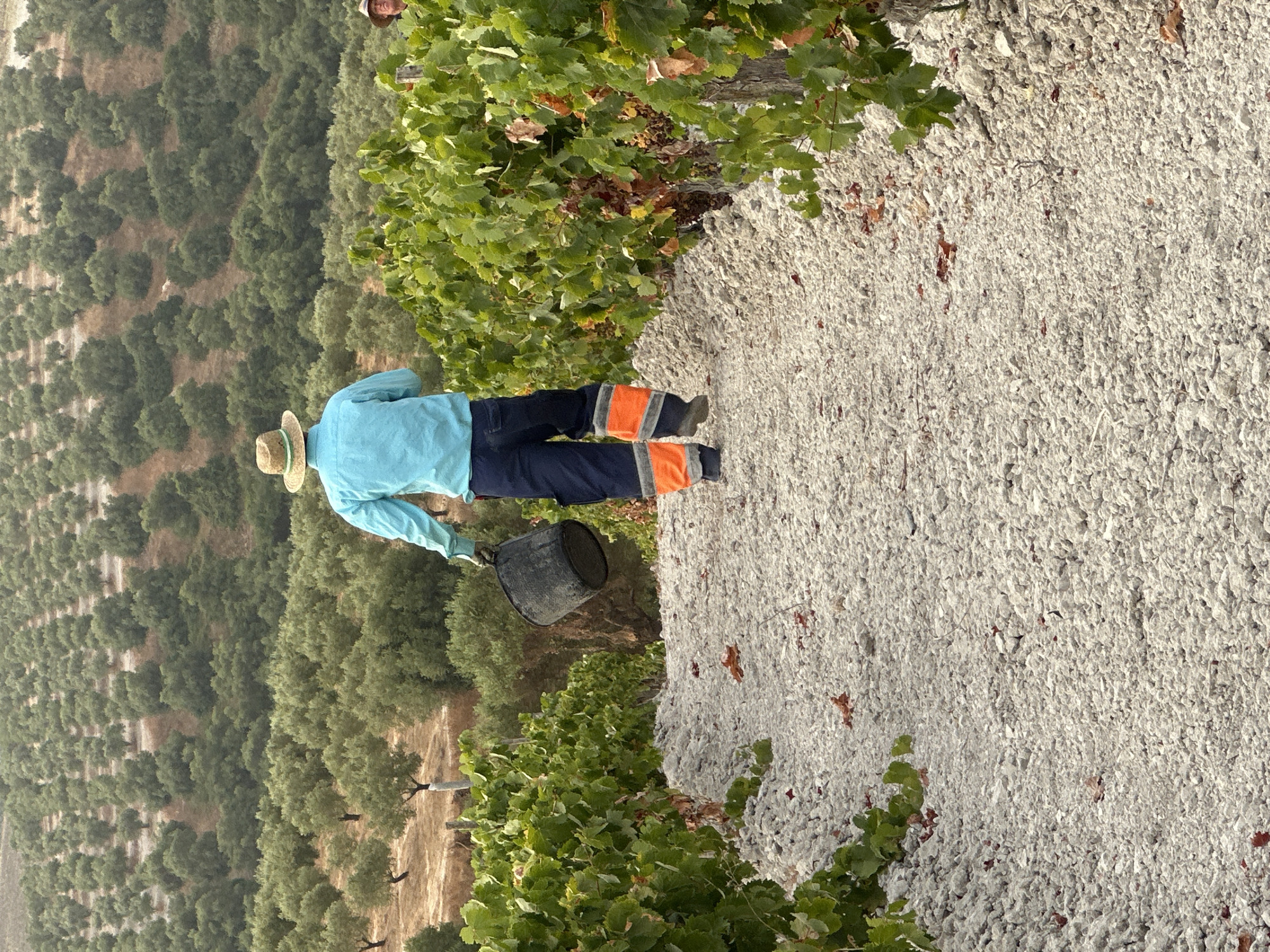 In San José del Valle, Spain, a person wearing a straw hat, a light blue long-sleeved shirt, dark pants with orange reflective stripes on the lower legs, and dark footwear is walking away from the camera down a gravel path. The person is carrying a dark bucket in their left hand. They are walking between rows of grapevines on the right and left sides of the path, which are laden with green leaves and some dried brown leaves. In the background, a vast olive grove covers rolling hills, with trees planted in neat, uniform rows. The ground is dry and stony, with scattered fallen leaves on the path. The overall impression is a rural agricultural landscape under a bright sky.