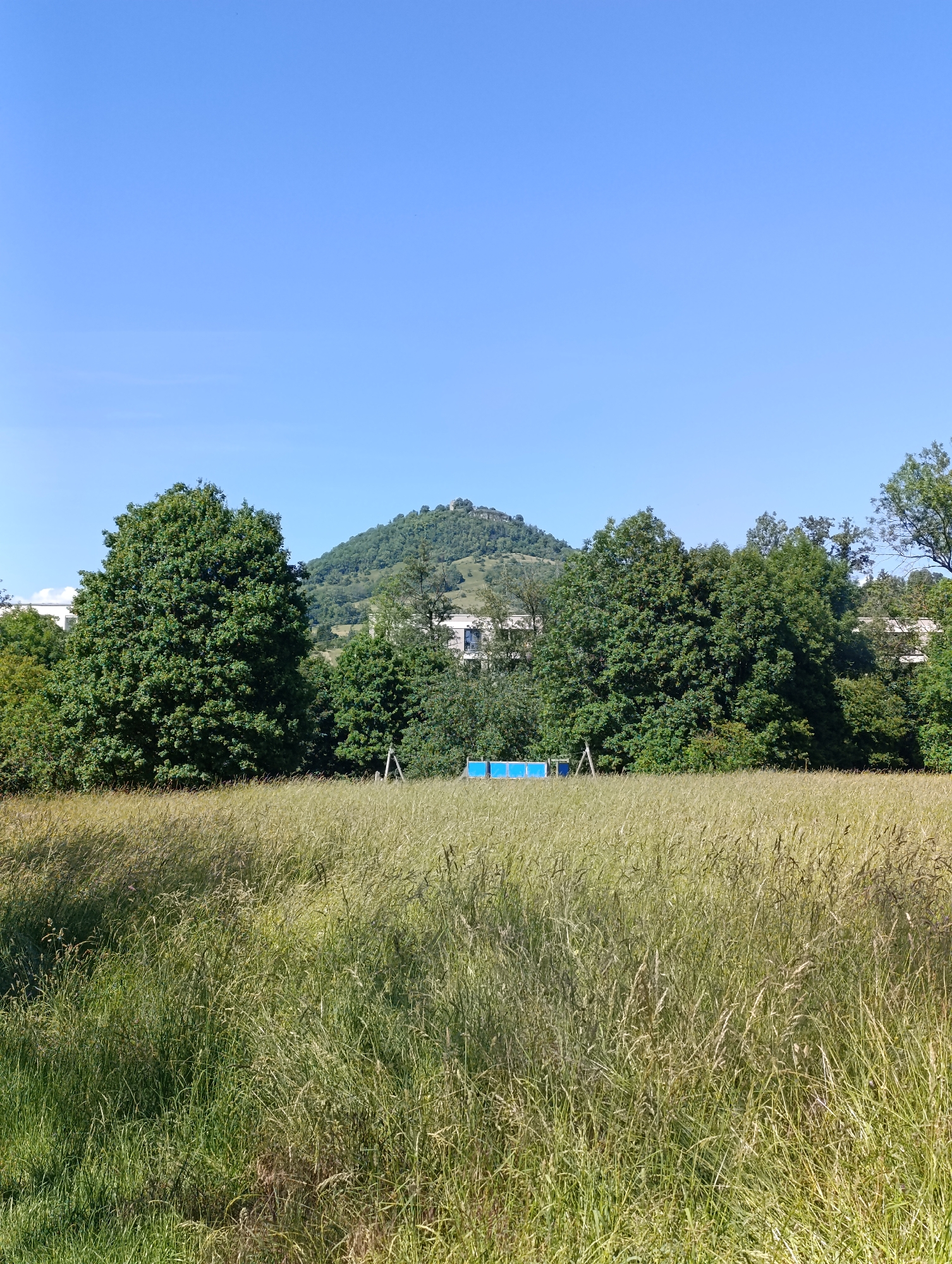 The image displays an outdoor landscape in Pfullingen, Germany, under a clear blue sky. The foreground is composed of an extensive field of tall, uncultivated grass, exhibiting varying shades of green and golden-brown, indicative of dry and mature growth. In the mid-ground, a dense line of predominantly deciduous trees, including a large specimen slightly left of center, partially obscures several modern, multi-story buildings with light-colored facades and dark-paned windows. Positioned within the tree line, right of center, are three interconnected blue rectangular panels, approximately waist-high, mounted on a wooden A-frame support structure. The background is dominated by the Wanne, a prominent, tree-covered hill or small mountain, exhibiting a green canopy with some visible rocky outcrops near its summit. No individuals or discernible human activity are present in the scene.