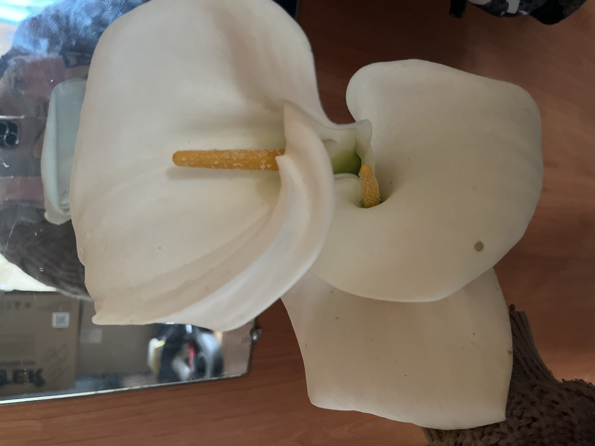 The image captures an indoor still life composition, primarily featuring two elegant white calla lilies. The setting appears to be a room in Vesyoloye, Russia, with the flowers placed on a wooden surface, possibly a table or floor.
The two main calla lilies are prominent, with their characteristic funnel-shaped white spathes and bright yellow-orange spadices. The flower on the left is larger and sharply in focus, displaying its smooth, pristine texture and the detailed surface of its spadix, covered in small, pollen-like structures. A second calla lily is positioned behind and slightly to the right, also exhibiting a white spathe and a visible yellow spadix, though it is slightly less in focus. A hint of a third, smaller flower is visible towards the bottom right.
The background comprises a polished wooden surface, which creates a warm tone. A significant portion of the lower left of the image is taken up by a reflective surface, likely a mirror. This mirror reflects elements of the surrounding environment, including a smartphone, partially visible in the upper left of the reflection. Below the phone, a cardboard box is reflected, and part of the word "LEK" is discernible on its side. Other blurred reflections suggest a domestic indoor environment. Dark, possibly knitted or fabric material, is visible on the far right side of the image, near the base of the flowers. There is no specific activity taking place, presenting a static arrangement. The lighting is soft and even, typical of an indoor setting without harsh direct sunlight.