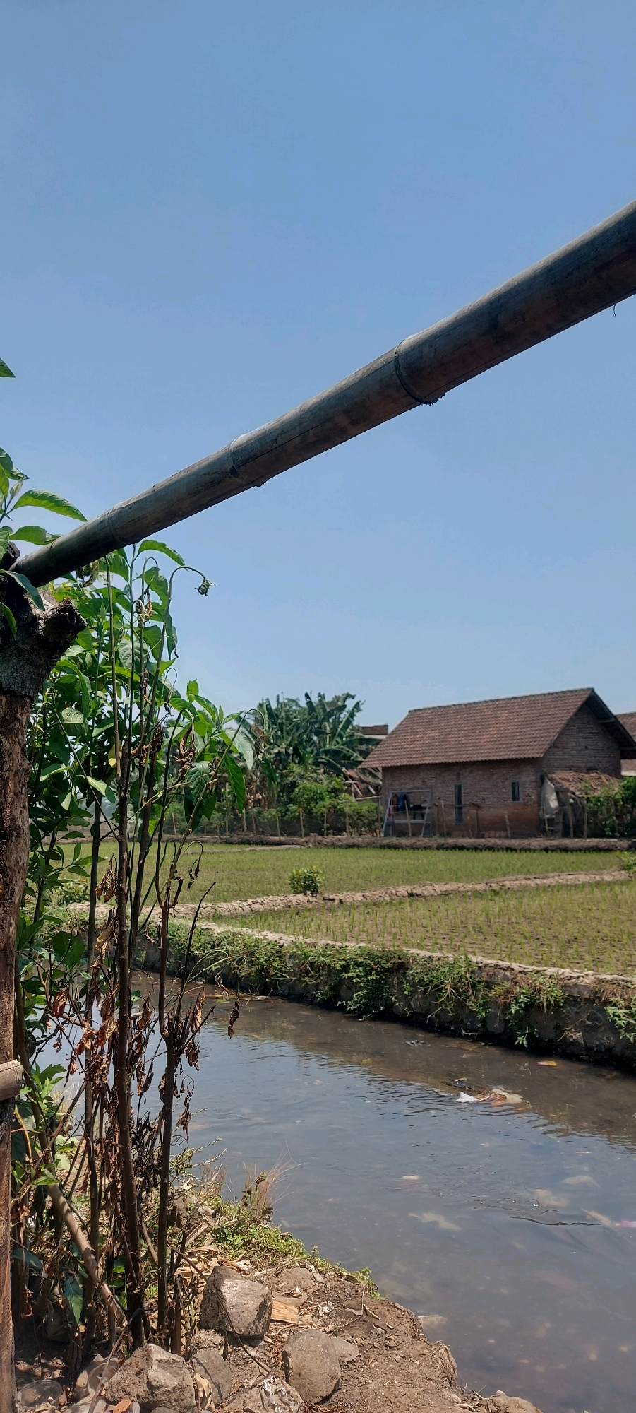 The image depicts a rural scene in Jatisari, Indonesia. In the foreground, a rough, dry-leafed plant stands to the left, with a dark bamboo pole extending diagonally across the upper portion of the frame. To the right of the plant, a narrow, murky canal flows horizontally. The canal bed and banks are visible, with some debris floating on the water's surface. Beyond the canal, a rice paddy stretches out, with young green shoots planted in rows. A traditional Indonesian house with a terracotta tile roof and brick walls is situated in the mid-ground, behind the rice paddy. Lush green trees, including banana trees, are visible behind the house. The sky above is a clear, pale blue. The overall impression is one of a peaceful, agricultural landscape under a bright, sunny sky.