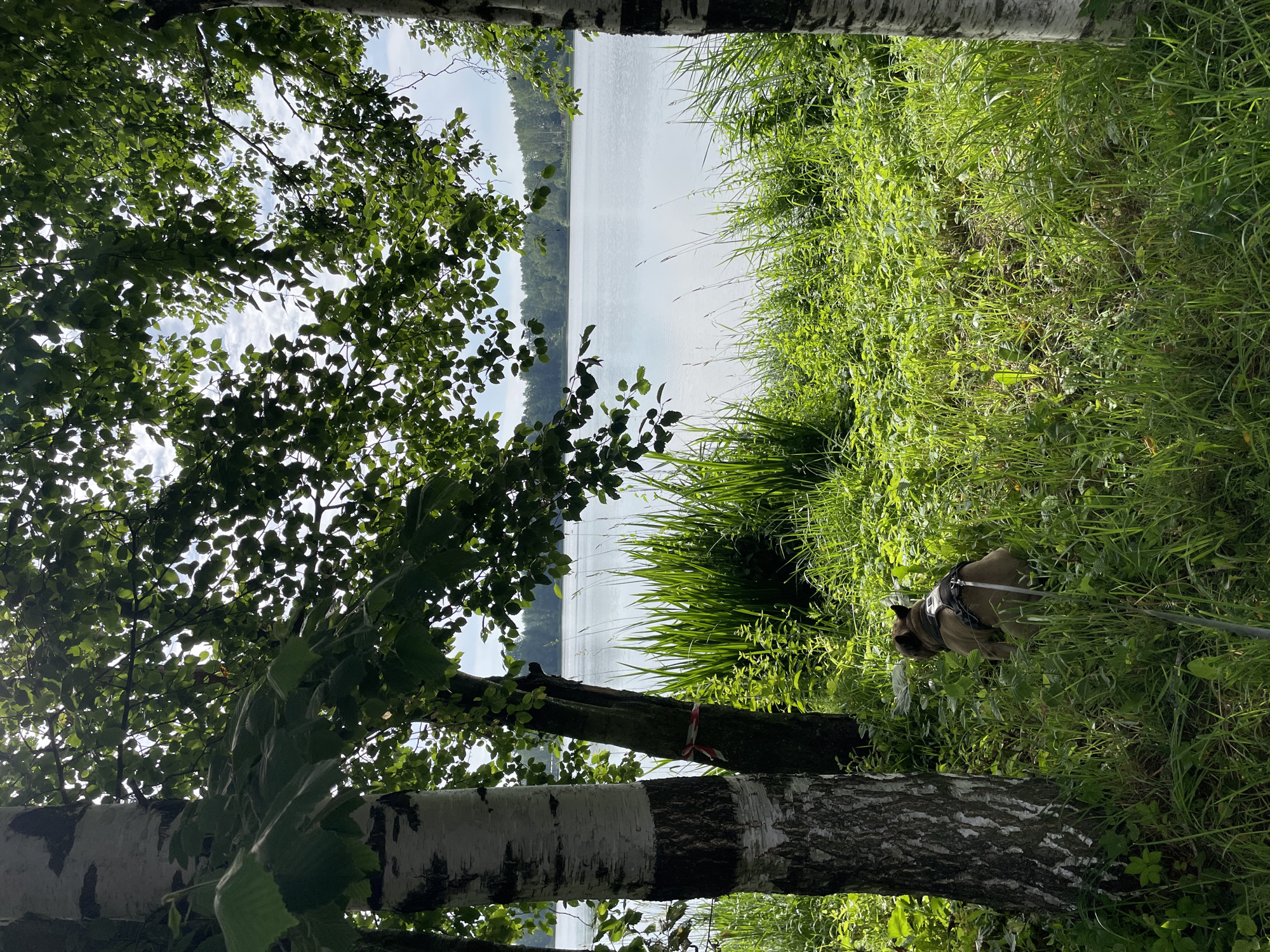 This is a full-frame, eye-level shot of a dog on a leash, sitting in lush green grass near a serene body of water. The dog, a fawn-colored French Bulldog, is wearing a dark harness and is facing away from the camera, looking towards the water. The location is the city of Bol'shie Porogi, Russia.
In the foreground, to the left, is a birch tree with distinct white bark and black markings. Another tree, darker in color, stands next to it, with a red and white striped ribbon tied around its trunk. Tall green grass and various other plants grow abundantly around the dog and the trees.
The middle ground features a dense patch of tall green grass that extends towards the water. Beyond the grass, a calm, light-colored body of water, likely a lake or river, stretches across the frame, reflecting the sky. The water appears still, with subtle ripples.
In the background, a tree line of dense green foliage borders the far side of the water. The sky above is a pale blue with scattered white clouds, allowing sunlight to filter through the leaves of the trees in the foreground. The lighting suggests it is daytime, possibly late morning or early afternoon, with a bright but slightly overcast sky. The overall atmosphere of the image is peaceful and natural.