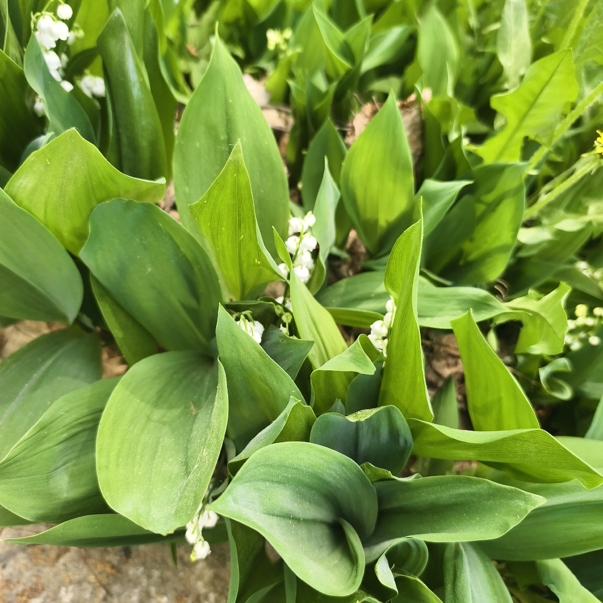The image shows a close-up of a cluster of Lily of the Valley plants. The leaves are broad and green, with noticeable parallel venation. Small, bell-shaped white flowers are interspersed among the leaves. The background appears to be a mix of soil and other greenery. The exact location in Варзи-Ятчи, Russia, cannot be determined from the image. There are no people visible in the photograph.