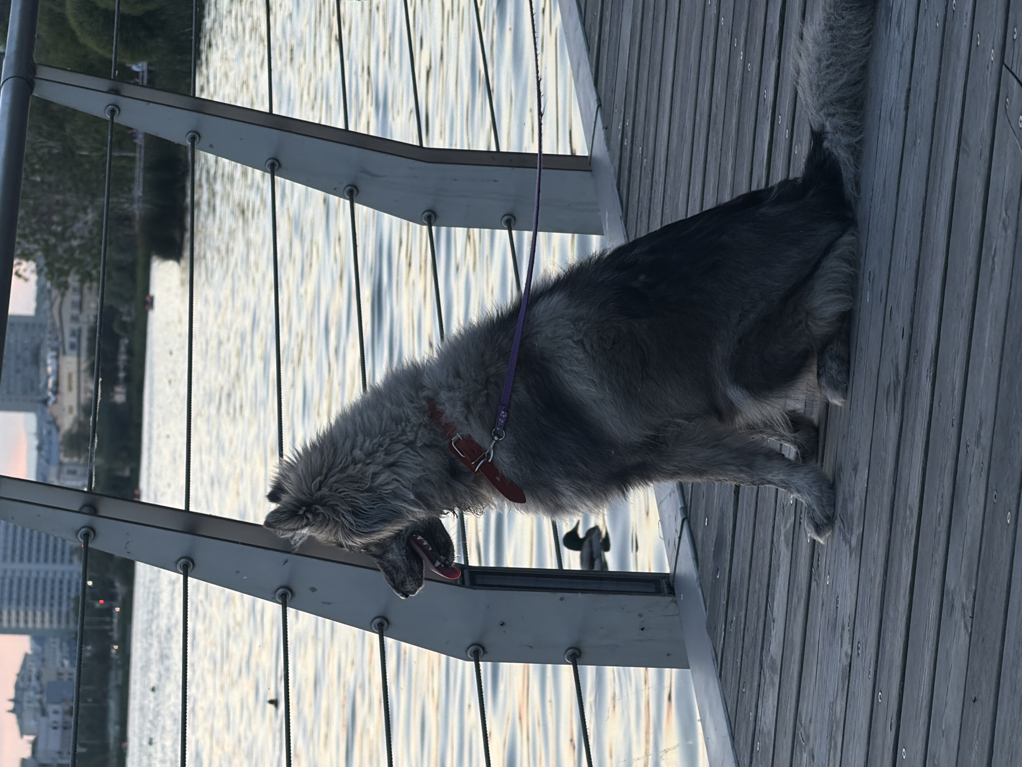 A grey, shaggy-haired dog, possibly a Keeshond or a similar Spitz-type breed, sits facing right in profile on a wooden pier or deck. The dog wears a reddish-brown collar with a purple leash attached. Its tongue is slightly out, and its gaze is directed towards the water. A light-colored metal railing with multiple horizontal cables runs vertically in front of the dog and horizontally across the image. In the water to the right of the railing, a mallard duck swims. Further in the background, a large body of water, likely a lake or river, reflects the evening sky, showing subtle orange and blue hues. On the far bank, a city skyline with tall buildings and scattered trees is visible under a slightly overcast or hazy sky. The overall scene suggests a waterfront area in the city of Kazan, Russia. Another small, dark shape (possibly a bird) is visible in the water further left. A small boat with people can be faintly seen in the distance near a treeline on the opposite bank.