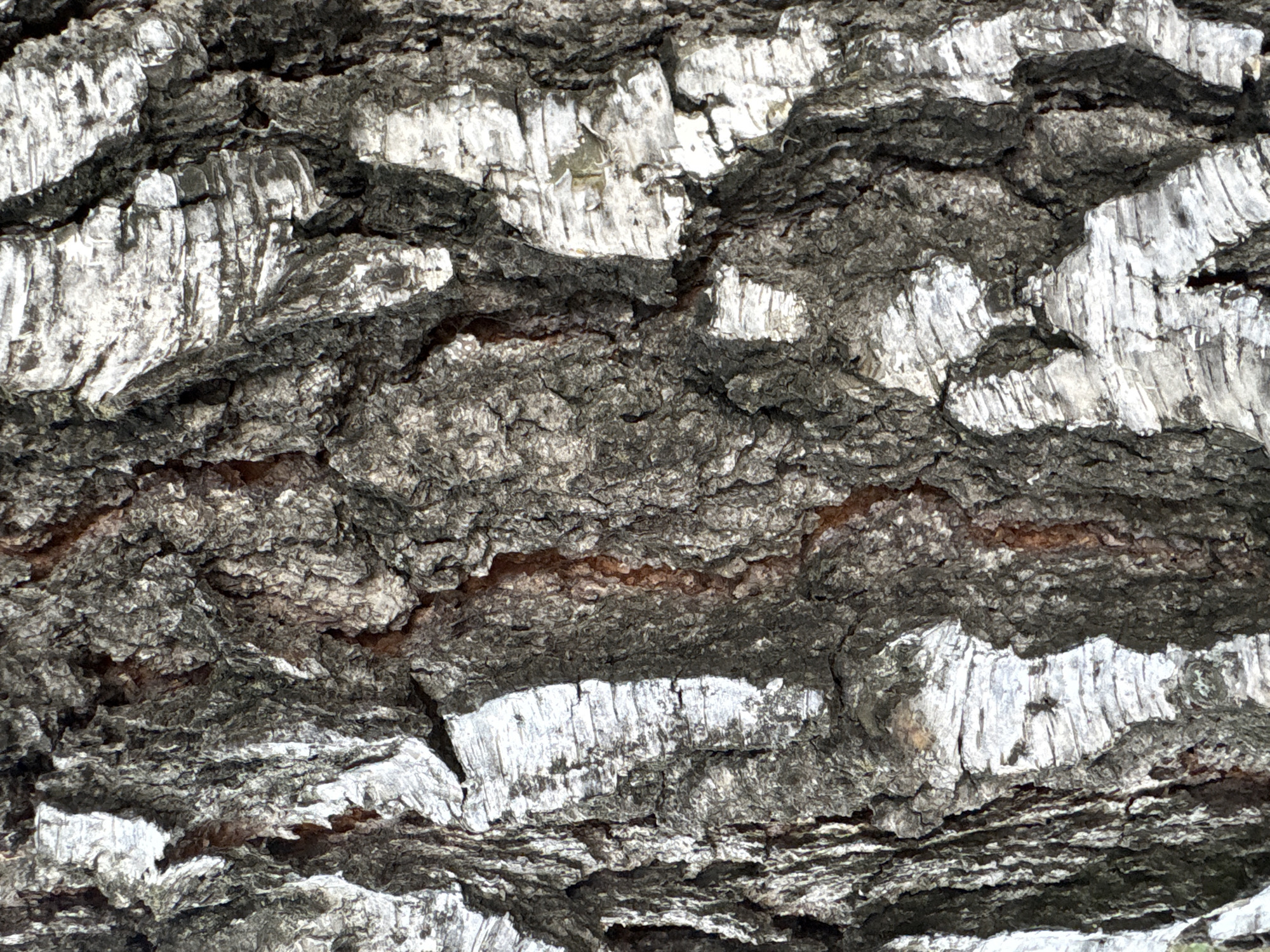This is a close-up, high-angle, vertical, full-frame photograph of the bark of a birch tree. The bark is textured with deep fissures and ridges, predominantly in shades of dark grey and white. The white sections appear flaky and peeling, characteristic of birch bark. The lighting creates strong contrasts, highlighting the rough surface of the bark. No people or identifiable objects are present, and the environment is solely focused on the tree bark. The location is not discernible from the image itself.