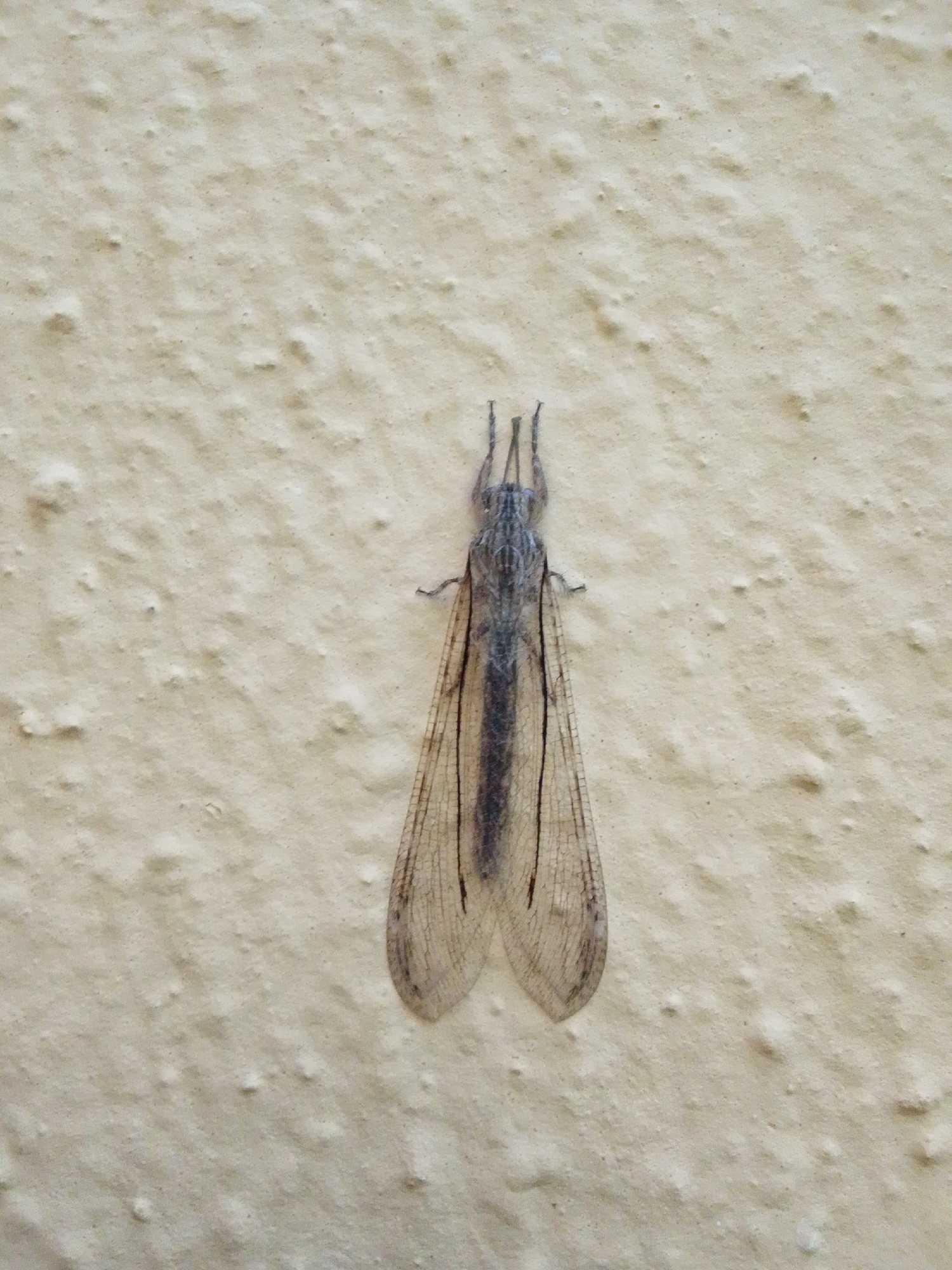 The image shows an overhead view of an insect, likely an antlion, resting on a textured, off-white wall. The insect is elongated and greyish-brown with large, transparent wings that are veined and spread open. It has a long, segmented body and prominent antennae. The wall's surface is uneven, with small bumps and indentations. The lighting is neutral, casting no significant shadows. There are no people or any other objects visible in the frame. The location is described as Serti, Nigeria, but this context cannot be visually confirmed from the image itself.