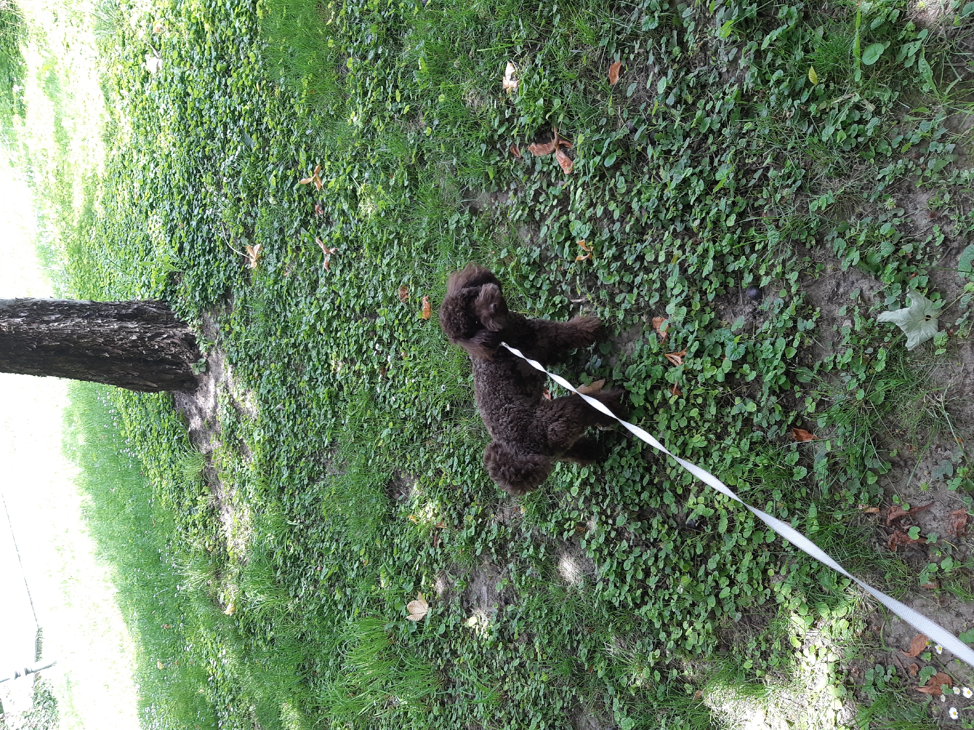 A brown poodle is on a leash in a park. The leash extends from the dog to the lower right corner of the frame. The park has grass, clover-like plants, and a tree on the left side of the frame. The location is likely in Plovdiv, Bulgaria, given the request. There are scattered leaves on the ground.