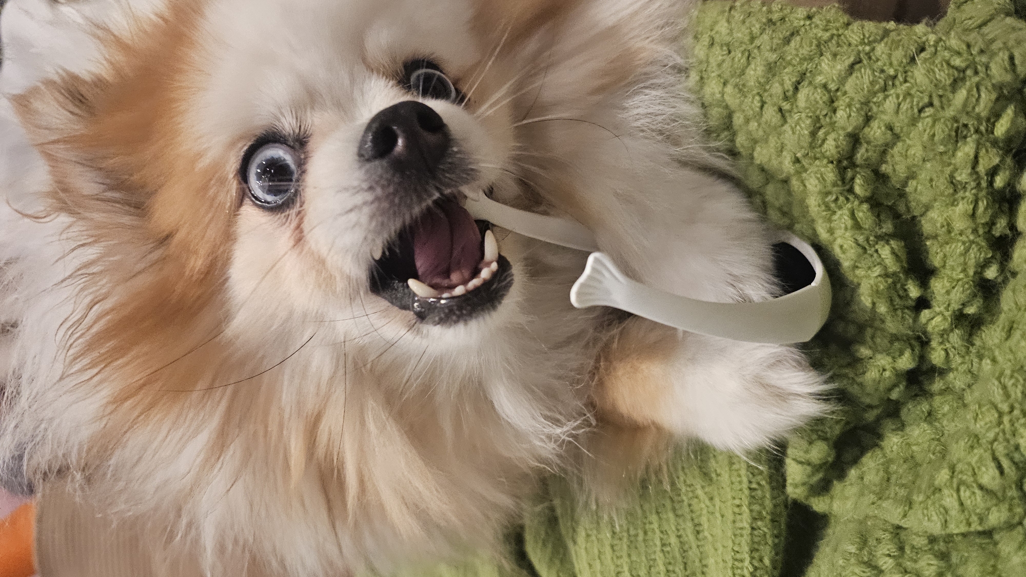 A Pomeranian dog is lying on a green textured surface, possibly a blanket, with a white dental floss pick in its mouth. The dog's fur is a mix of white and light brown, and its eyes are wide and blue. The dog's mouth is open, revealing its teeth and tongue. The dental floss pick has a fish-shaped end. The background is blurred, but appears to be indoors. There is no information in the image to suggest it is located in the city of Ko Samui District, Thailand.