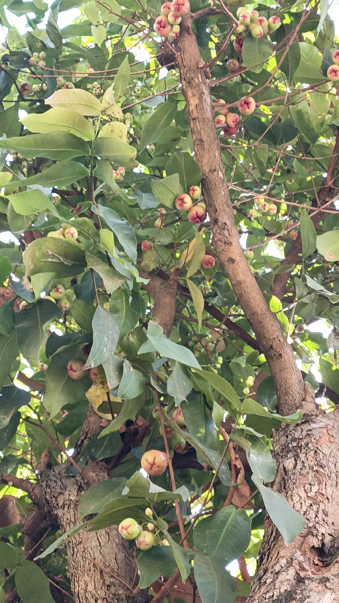 The image shows a close-up view of a tree branch laden with rose apples, characteristic of the fruit trees found in Cikal, Indonesia. The tree has a rough, textured bark, and its branches are covered with lush green leaves. Several clusters of rose apples, in various stages of ripeness, are visible. Some are small and green, while others are larger and have a pinkish-red hue. The fruits are bell-shaped with a prominent calyx. The lighting suggests it is daytime, with natural sunlight filtering through the leaves. The background is a blur of green foliage and sky, indicating the photo was taken outdoors, likely in a garden or orchard setting. No people or animals are present in the image.