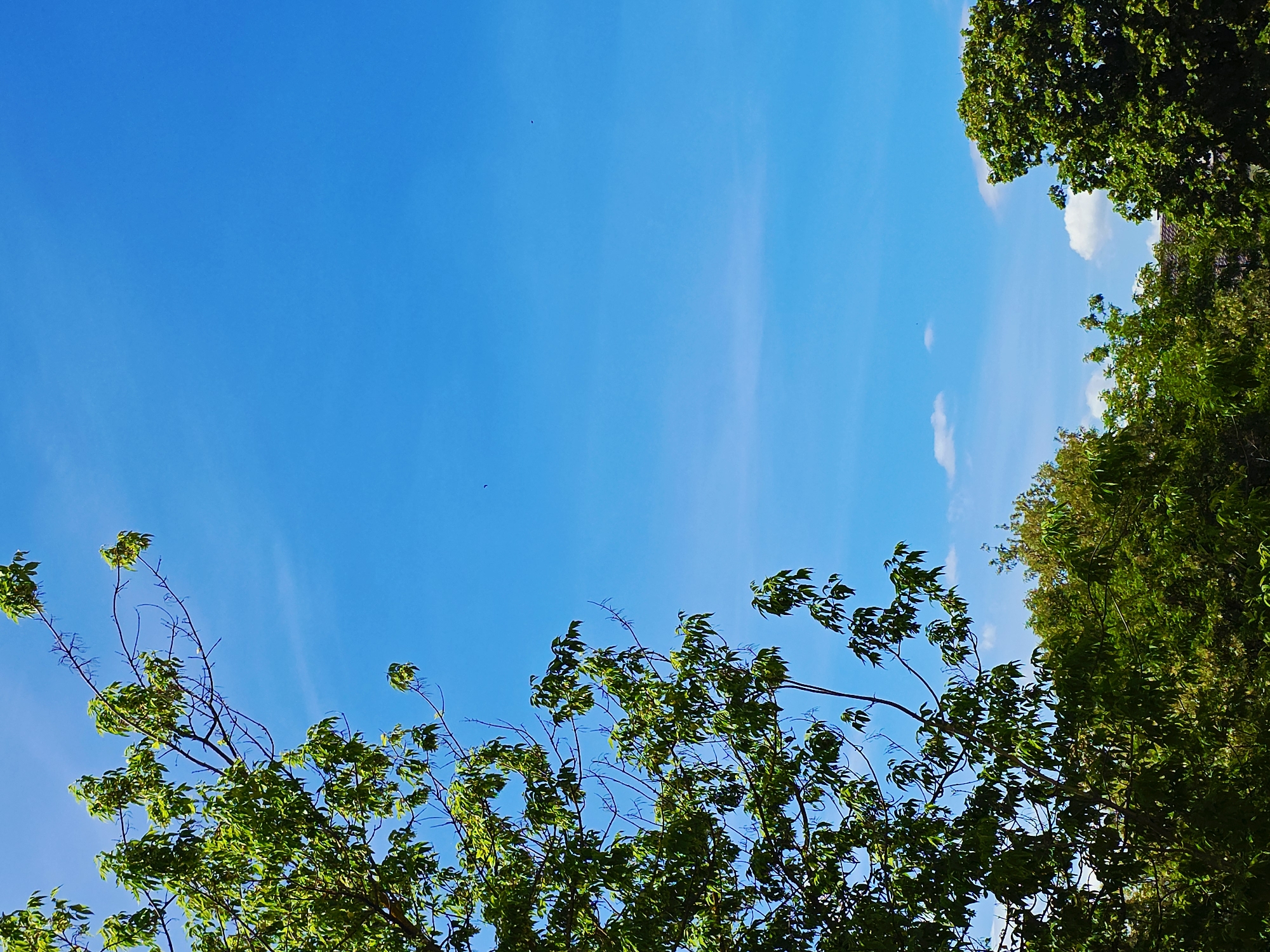 The image depicts a clear, bright blue sky with wisps of clouds. In the foreground, leafy green tree branches frame the lower and right sides of the view. The location appears to be outdoors in an urban environment, with a glimpse of a rooftop visible amidst the foliage on the right. There are no people visible. The dominant subjects are the sky and trees. The interaction is between the natural environment and the urban setting.