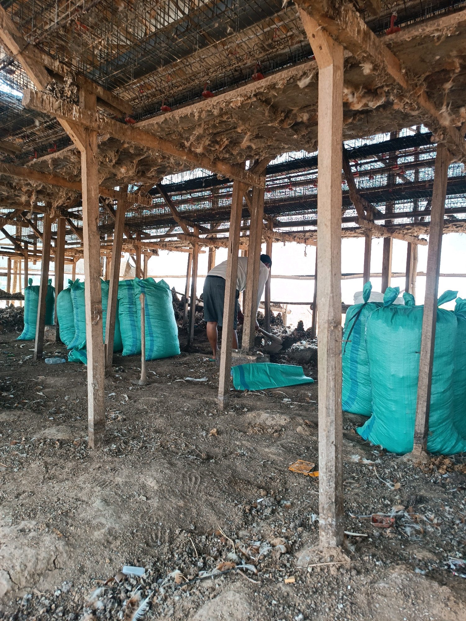 In Tambakromo, Indonesia, within a partially constructed or dilapidated wooden structure, likely a chicken coop, a person is observed shoveling dirt or debris. The environment is characterized by rough wooden beams and pillars, a wire mesh ceiling, and substantial accumulations of what appears to be chicken waste and nesting material. Large, teal-colored woven bags are positioned throughout the space, presumably for collecting or storing the material being worked on. The ground is uneven and covered in dirt, feathers, and small debris. The overall scene suggests a clean-up or maintenance operation in an agricultural setting.