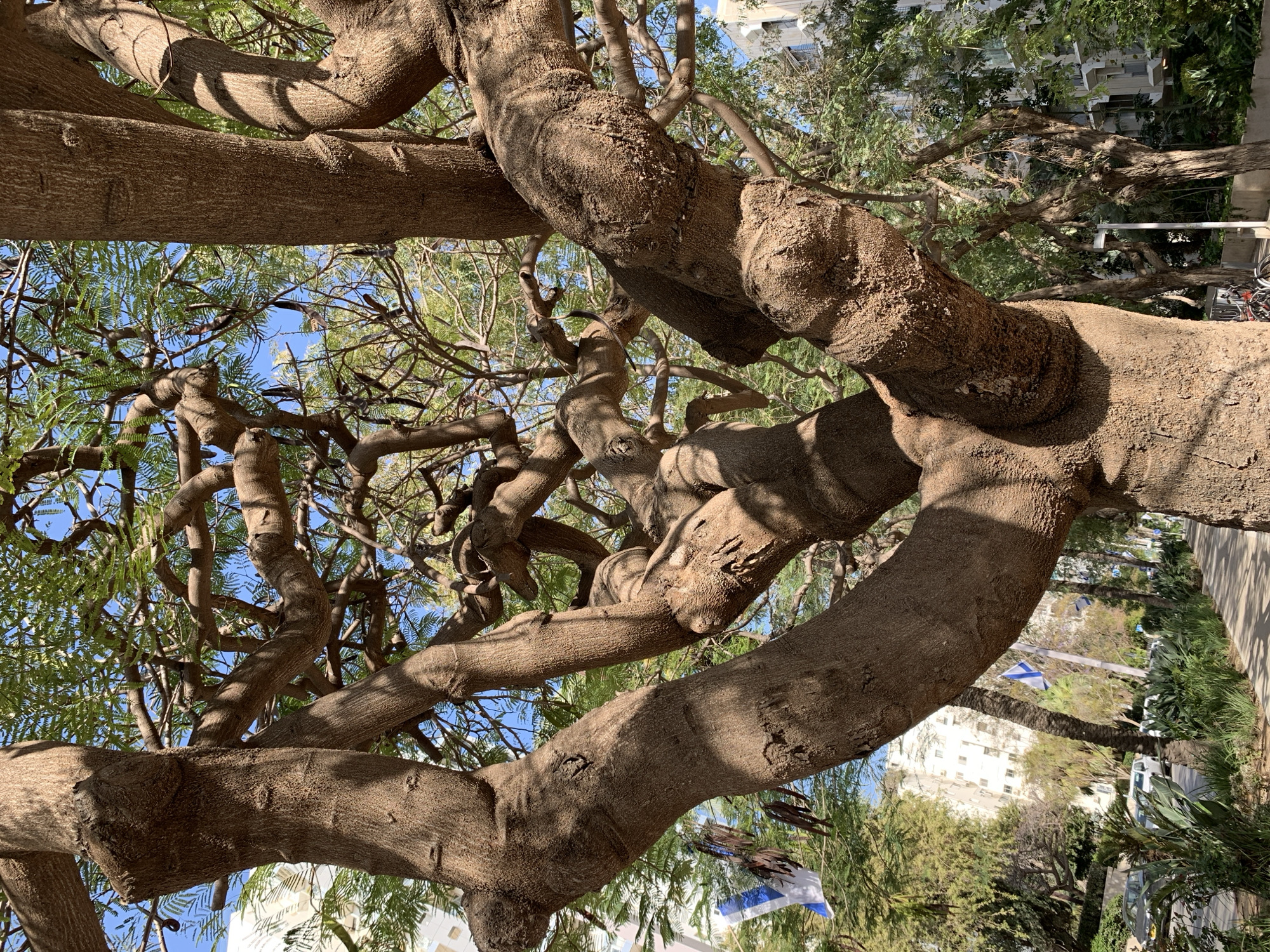 The photograph is taken from below a tree, looking up into its branches. The tree's thick, brown branches twist and turn, filling most of the frame. There are green leaves and glimpses of a blue sky visible between the branches. In the background, there are buildings, suggesting an urban environment. A glimpse of an Israeli flag can be seen waving on a pole, hinting that the location is possibly in Tel-Aviv, Israel. The photograph appears to be taken on a bright, sunny day.