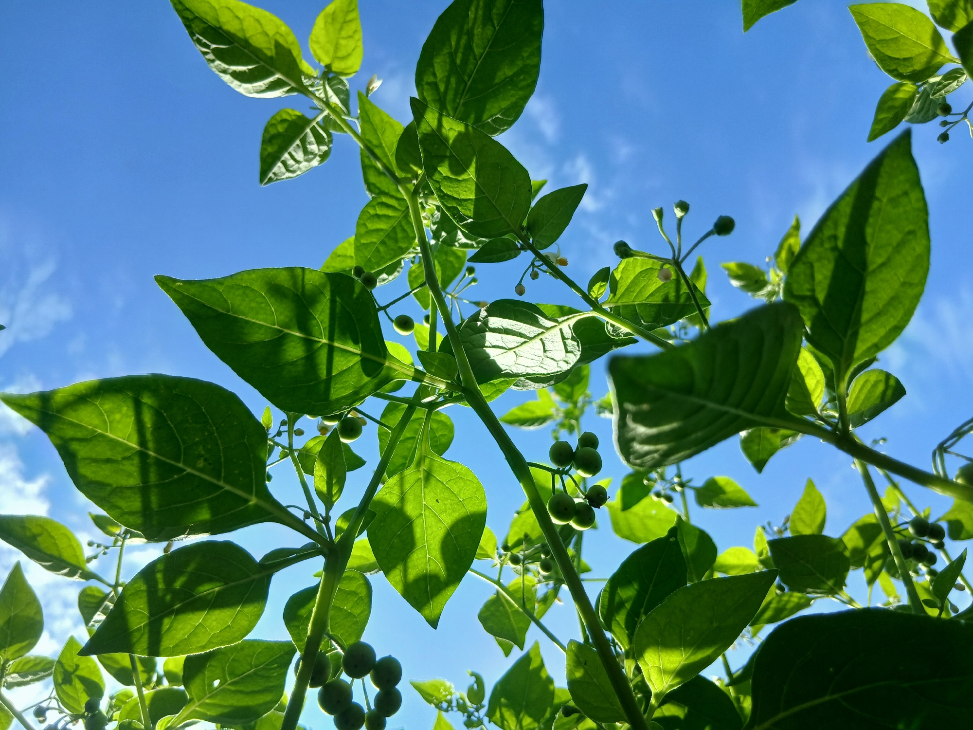 This is a close-up, low-angle shot of green foliage with small green berries against a bright blue sky with scattered clouds. The leaves are detailed, with visible veins and some casting shadows. The overall impression is of looking up through a plant towards the sky on a sunny day. The scene is outdoors in a natural environment, likely a garden or park, as there are no urban elements visible. The location is not specified, but the description is factual and objective.