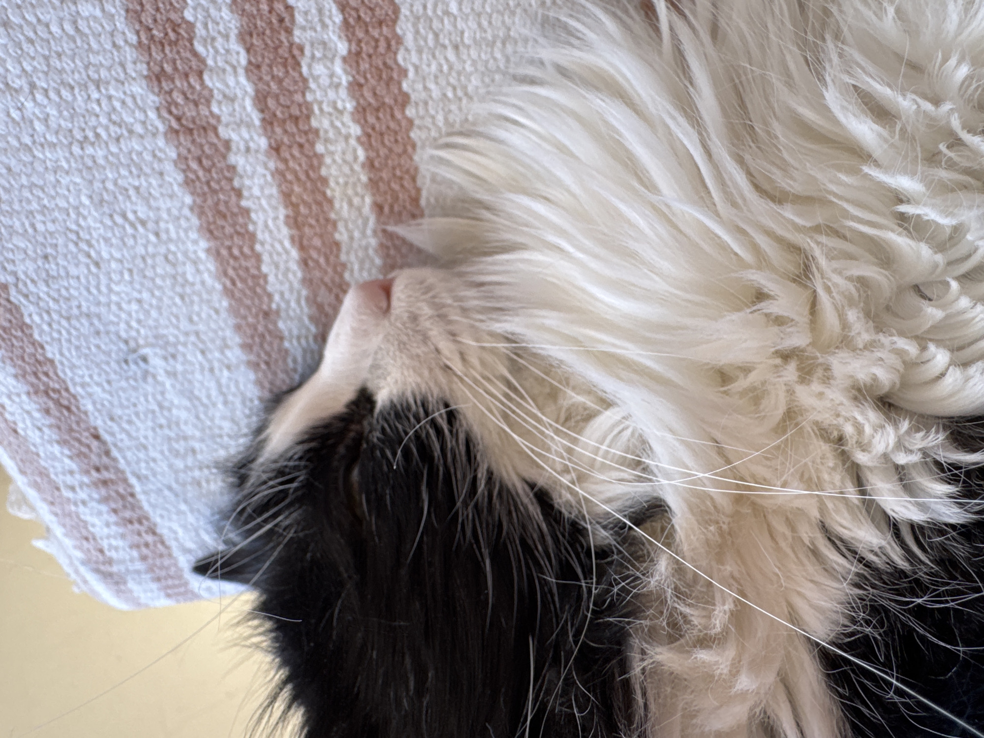 A close-up, angled, overhead shot captures a sleeping black and white cat on a striped towel. The cat's black fur is visible on the left side of the frame, transitioning into white fur that dominates the right side. The cat's pink nose is visible near the top center of the image. The towel beneath the cat features alternating white and tan stripes. The overall lighting suggests an indoor setting. The location information is missing to proceed.
