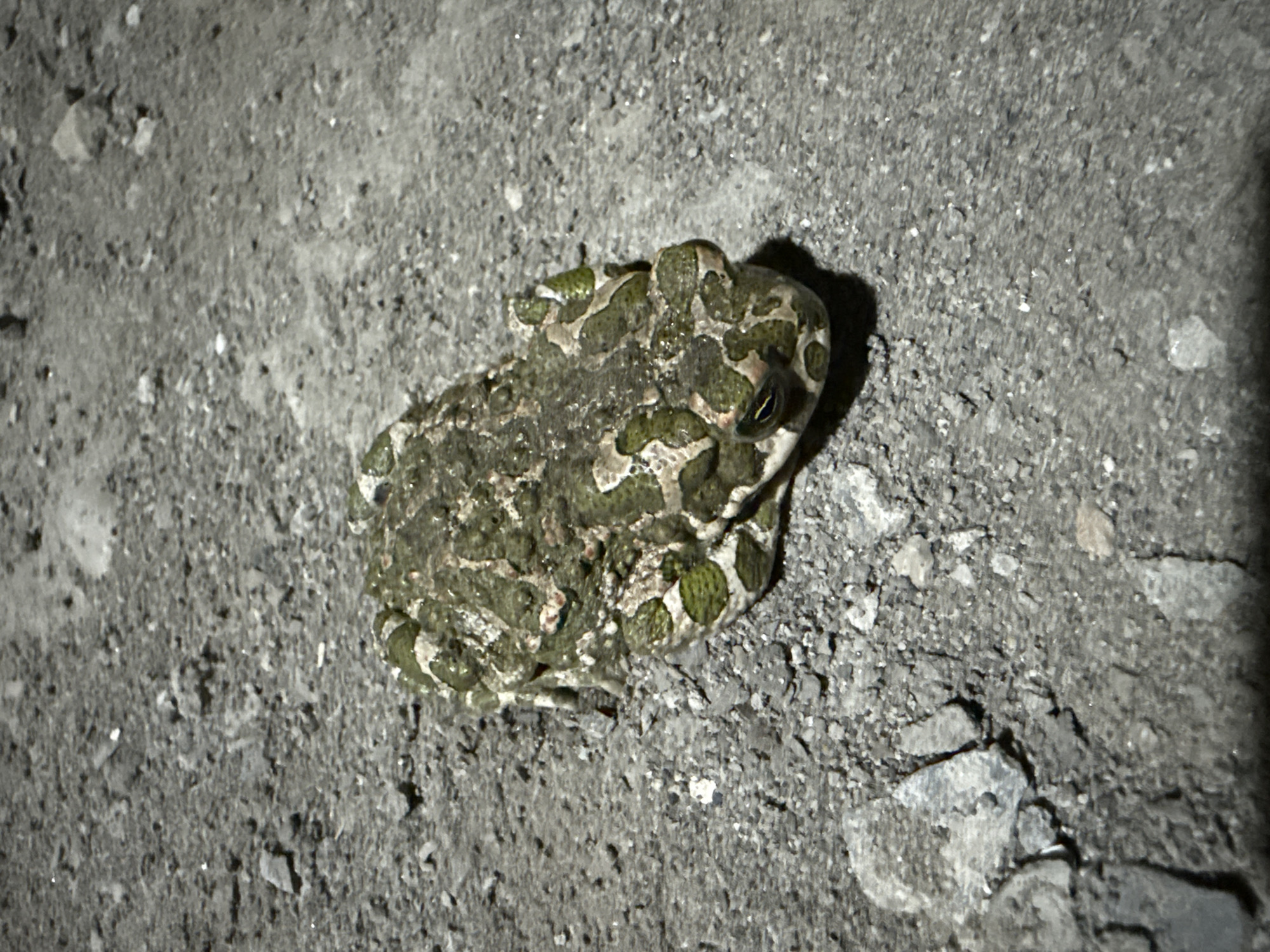 A green toad with a mottled brown and white pattern sits on a gravelly surface. The toad is positioned in the center of the frame, facing slightly to the right. Its eyes are visible, and its body is slightly raised. The ground is composed of small grey pebbles and larger stones, with some scattered debris. The lighting suggests it may be nighttime or an artificially lit environment. The scene is devoid of human presence or activity. There is no information in the image that places it specifically in Serebryakovka, Russia.