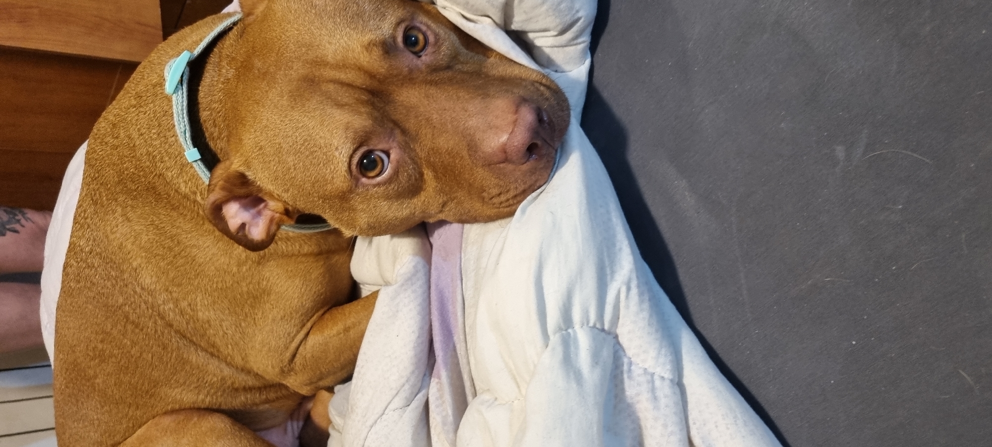A reddish-brown dog, appearing to be a Pitbull type or similar breed, is the central subject of this close-up, high-angle shot. The dog is lying down, partially covered by a light-colored, possibly white or off-white, quilted blanket. Its head is tilted slightly to the right, and its expressive, amber-colored eyes are wide open, gazing directly at the viewer, conveying a sense of curiosity or gentle attention.
The dog wears a thin, light blue, braided fabric collar. Its short, fine fur is visible, showing a reddish-brown hue. The left side of the dog's body and a portion of its ear are visible. On the far left of the image, a small section of a human leg with a visible tattoo can be seen, partially obscured by the dog's body and the blanket.
To the right of the dog, the blanket appears ruffled, and beyond it, a dark gray, textured surface is visible, possibly fabric or a floor mat. A wooden surface, perhaps furniture, occupies the upper left background. The overall setting appears to be indoors, likely in a comfortable, relaxed environment, possibly in Sofia, Bulgaria. There is no visible text.