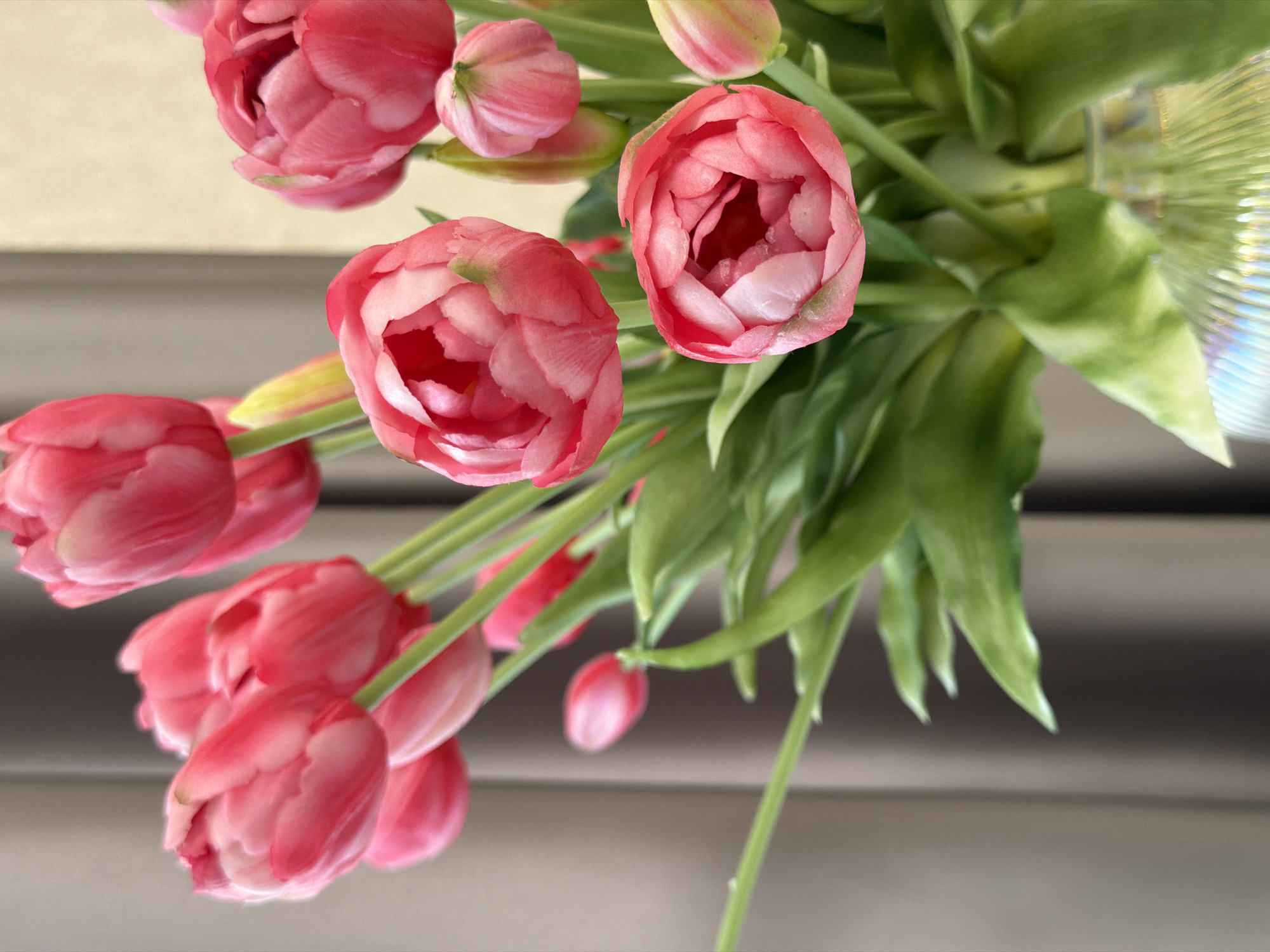 A close-up, eye-level shot captures a bouquet of vibrant pink double tulips arranged in a vase. The tulips are the primary subject, with their layered petals a rich fuchsia transitioning to lighter pink hues near the edges. Some tulips are fully bloomed, revealing their intricate inner structure, while others are in various stages of opening. Green stems and leaves are visible, providing a lush contrast to the blossoms. The vase, made of iridescent, ribbed glass, is partially visible at the bottom of the frame. The background consists of soft, muted drapes of a taupe color on the left and a creamy beige wall on the right, creating a shallow depth of field that emphasizes the flowers. The lighting is soft and diffused, highlighting the delicate textures of the petals. There are no people or discernible actions in the scene. The environment appears to be indoors, likely a domestic setting given the flowers and vase. The image's origin is not specified beyond "Unknown, Unknown."