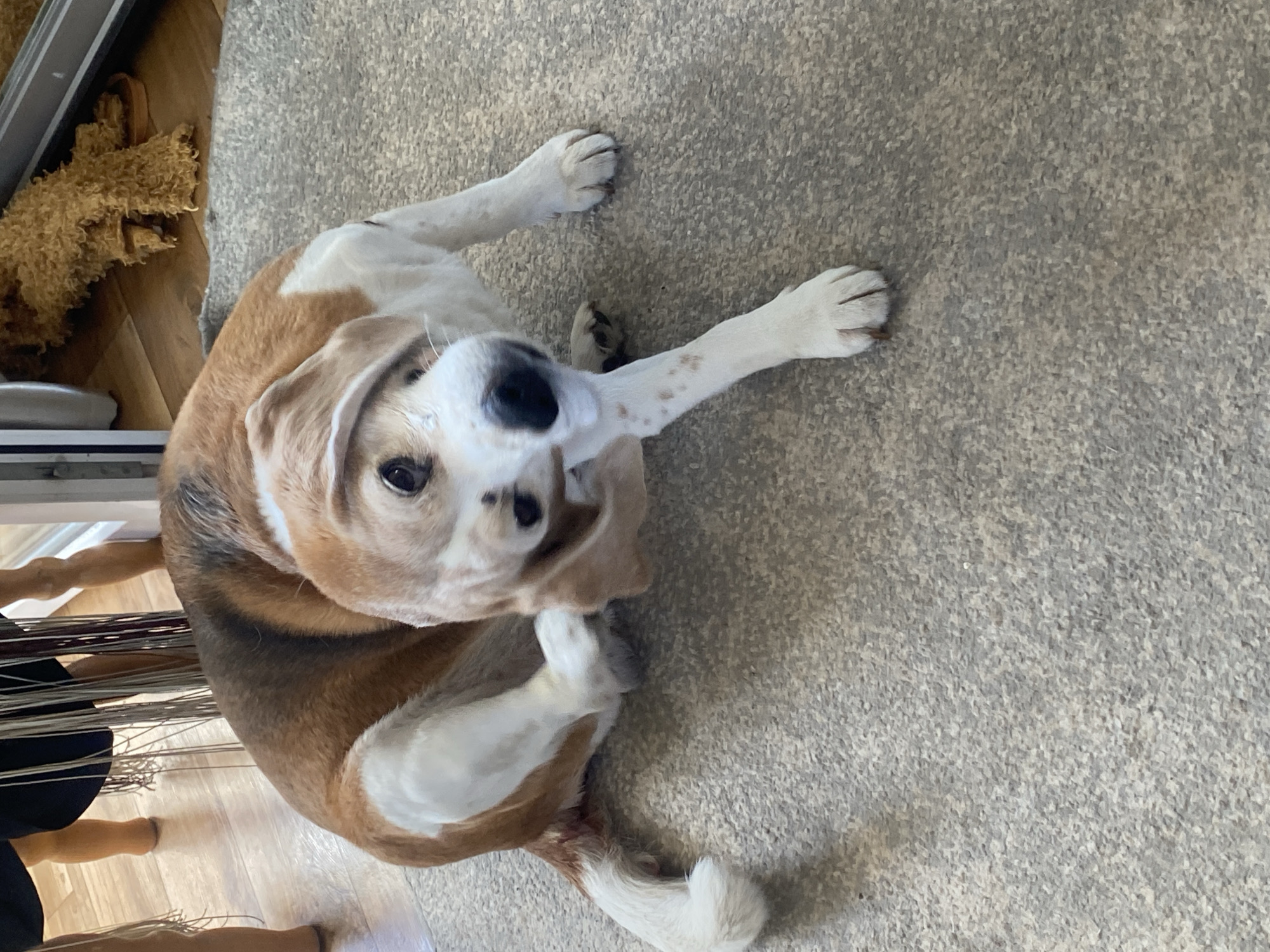 A beagle dog is on a carpeted floor indoors, scratching its ear with its hind leg. The dog is predominantly tan and white with some black markings. Its body is curled, and its head is tilted as it focuses on the itch. The environment appears to be a residential setting, with wooden flooring visible in the background and some blurry objects, possibly furniture, with tassels hanging from them. There is also a glimpse of a fuzzy, light brown object to the right, which could be another pet's toy or bedding. The lighting suggests it is daytime. The location is not specified.