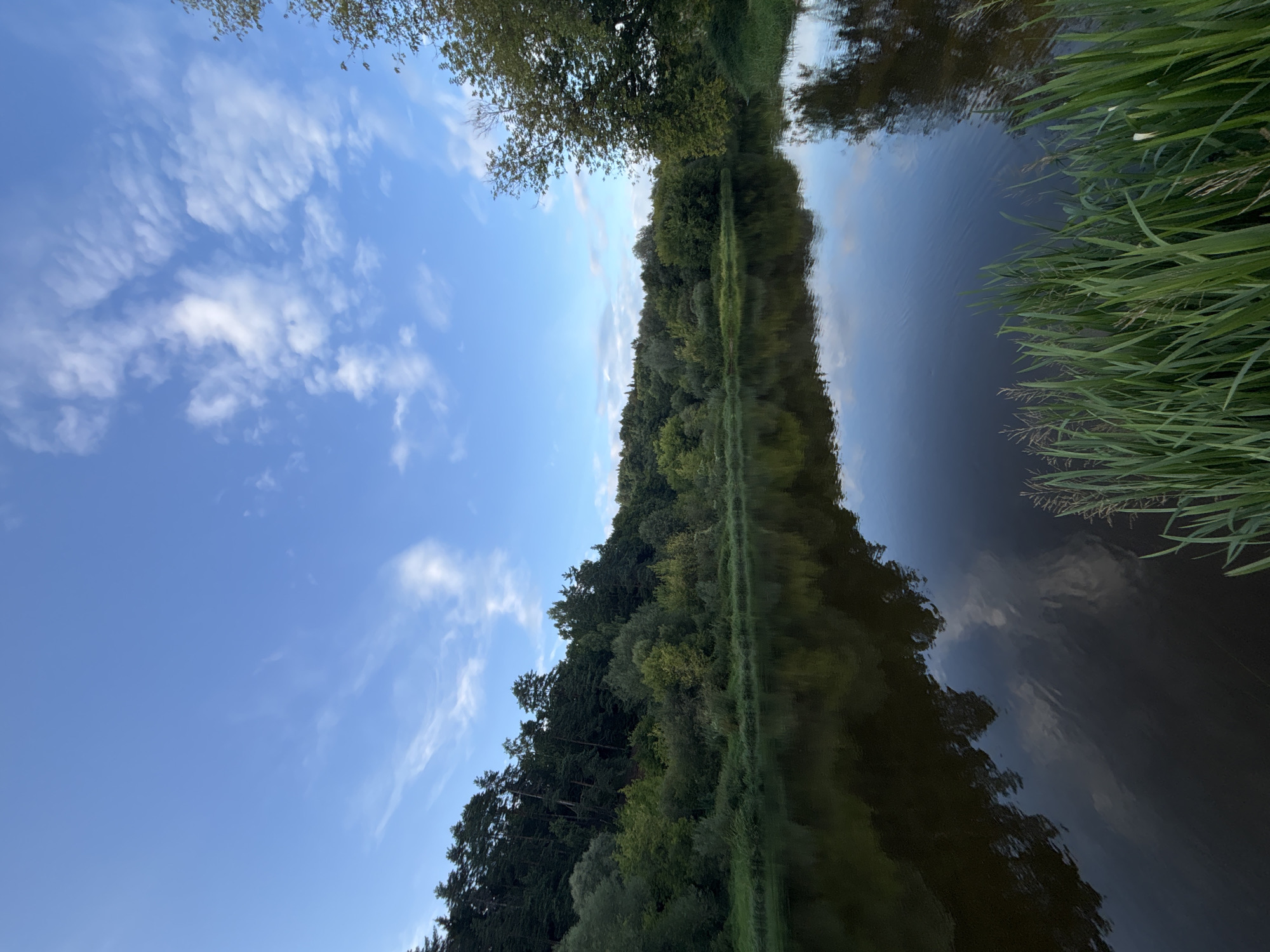 The image shows a serene natural landscape, likely a riverbank, under a bright blue sky with scattered wispy clouds. A dense forest covers a sloping hill on the left side of the frame, with a variety of trees, including tall pines. The water in the foreground is dark and reflects the sky and the surrounding foliage. Tall green grass and reeds grow along the right edge of the riverbank. The overall scene evokes a sense of tranquility and untouched nature. The location is identified as Zvenigorod, Russia.