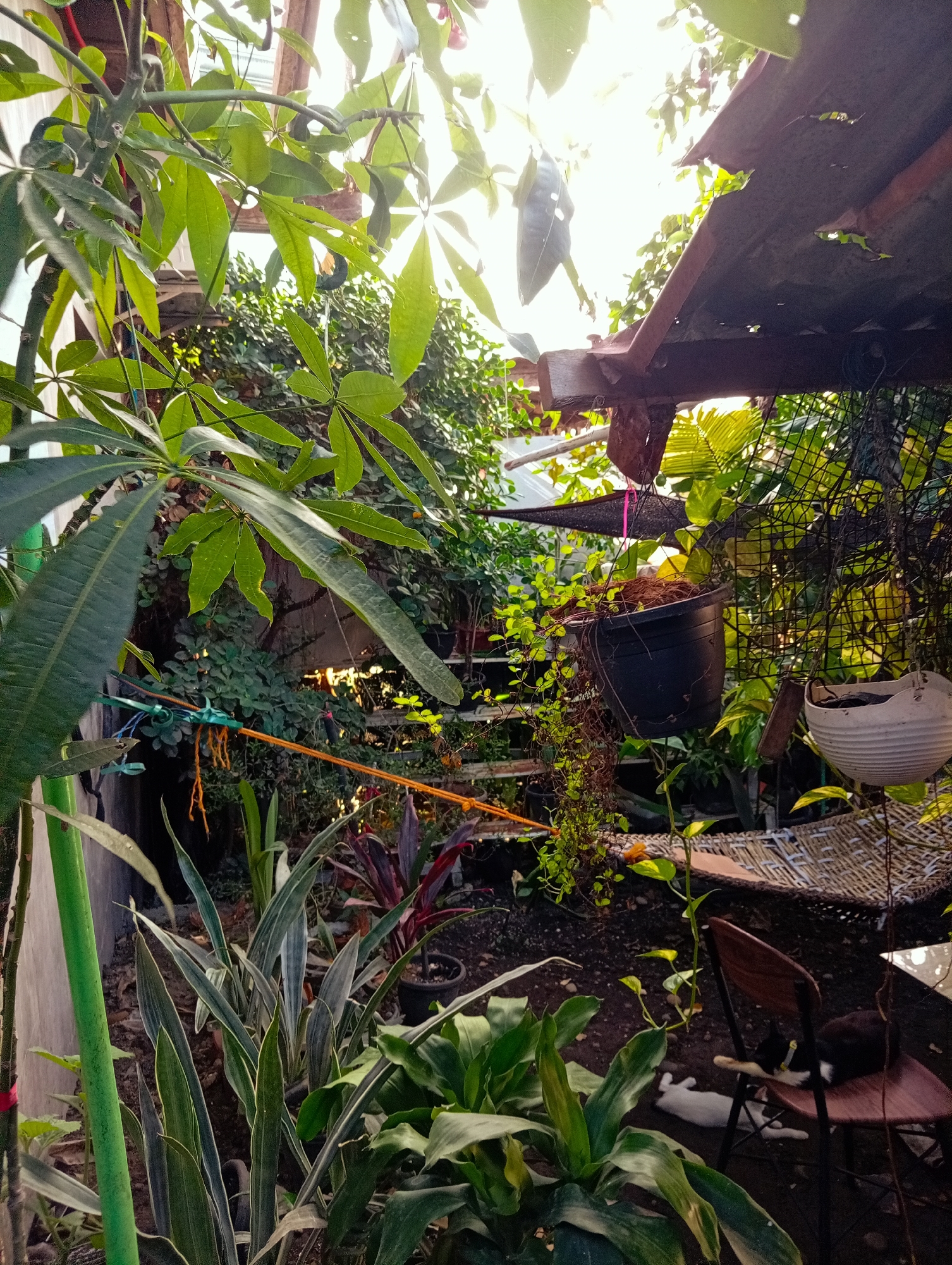 The image depicts a small, overgrown outdoor space or garden, likely in Davao City, Philippines, based on the types of plants. There are numerous plants, including long-leaved plants, broadleaf plants, and hanging plants from pots. A corrugated metal roof partially covers the area, filtering sunlight. A brown wooden chair sits in the foreground, occupied by a black-and-white cat. A white cat lies on the ground nearby. A woven mat or hammock is partially visible in the background. Ropes are strung across the space. The scene suggests a humid, tropical environment.