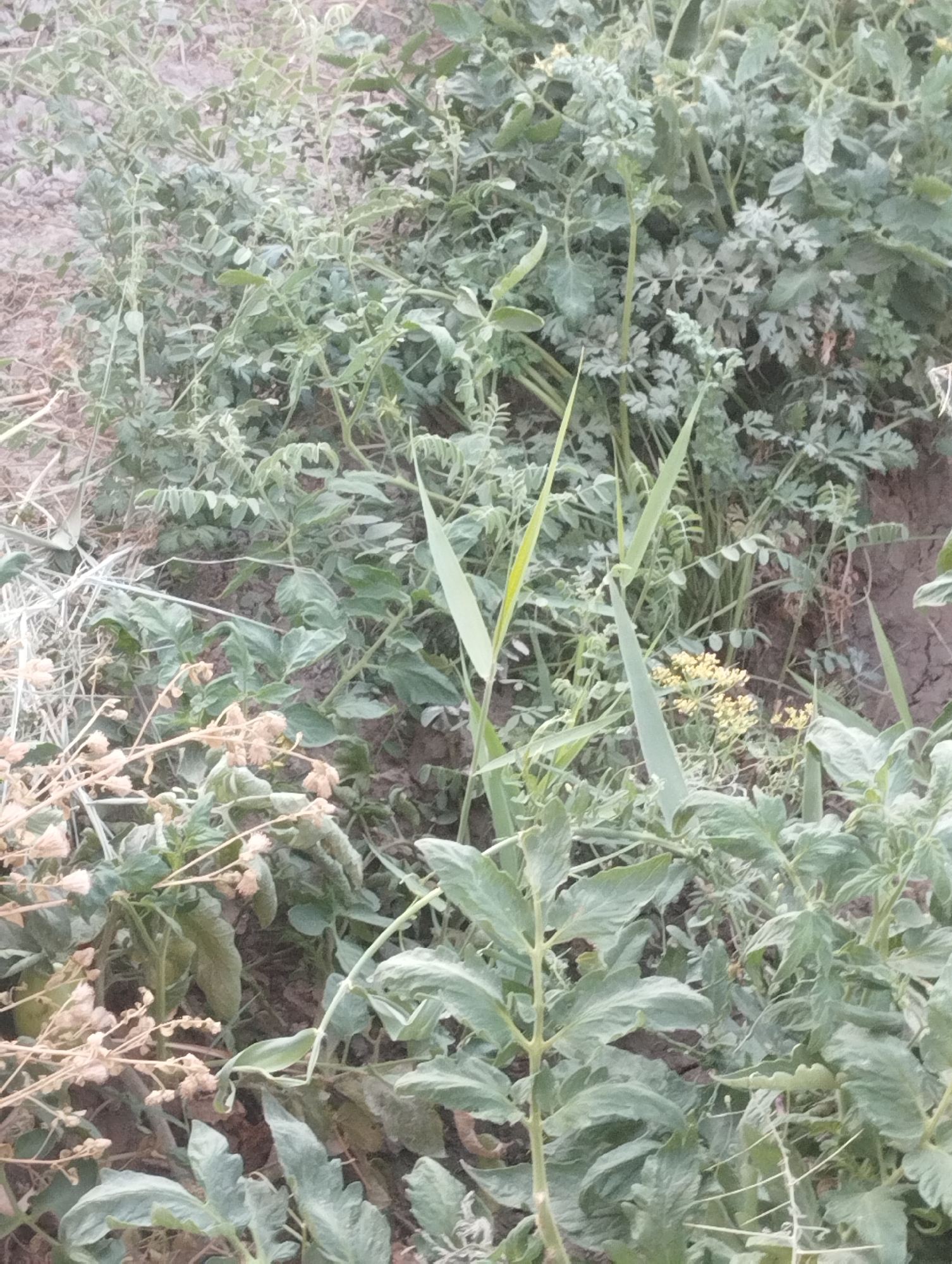 A close-up, slightly blurry, vertical shot depicts a dense patch of green vegetation with some dry, brown plant matter scattered throughout. The plants are varied in type, with some having broad, lobed leaves and others being more delicate and feathery. There are also some thin, blade-like green stalks interspersed. The ground beneath the plants is visible in patches and appears to be dry, dark soil. The overall impression is of an uncultivated or overgrown area. This scene is located in the city of Qanlikul, Uzbekistan. There are no people or discernible actions in the image.