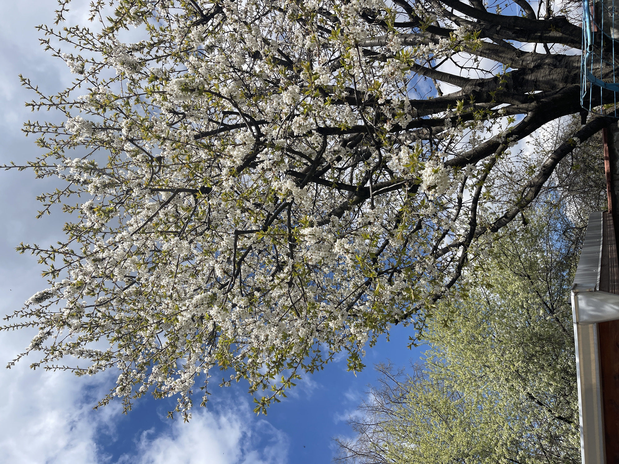 A tree with white blossoms fills much of the image against a blue sky with scattered clouds. The tree trunk is thick and dark, branching into numerous limbs with white flowers. Some branches also have small green leaves. In the lower right of the image, a second tree with light green foliage is visible. A metal structure with blue painted elements, likely stairs or a balcony, is present near the top right. Part of a building, possibly a roof or wall section, is visible in the lower right corner. The location is Sofia, Bulgaria.