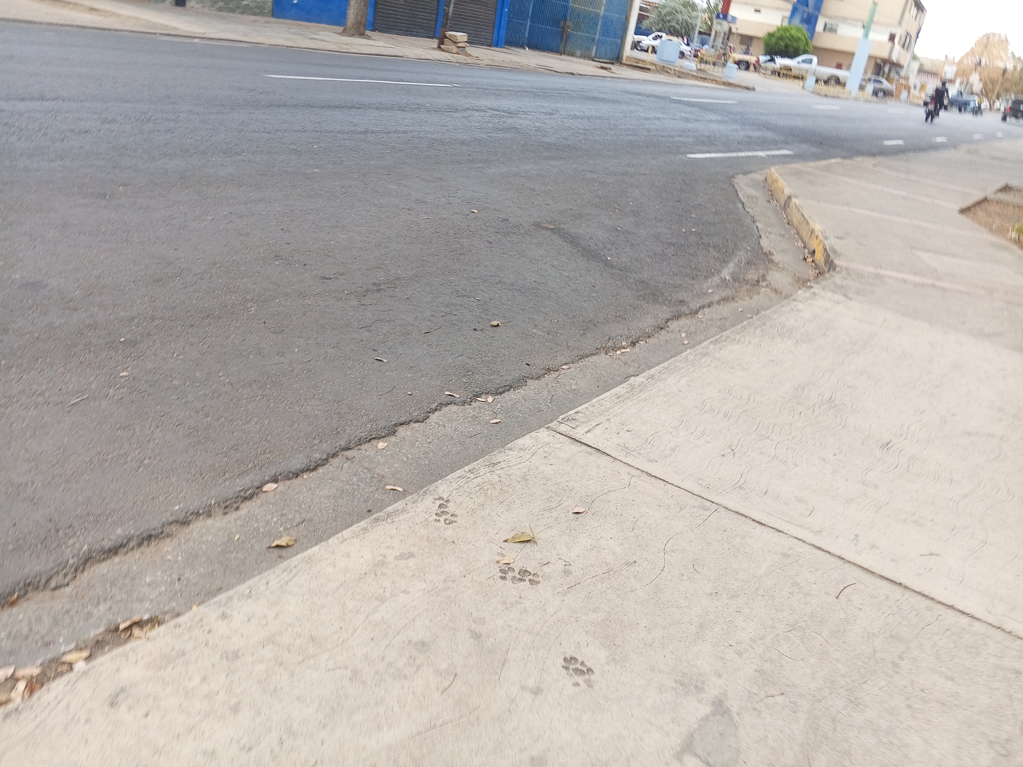 The image depicts an outdoor scene at street level in Juan Griego, Venezuela. The foreground is dominated by a light-colored concrete sidewalk with a rough texture and several sets of small paw prints, possibly from an animal. A dry leaf rests near the center of the frame.
The sidewalk borders an asphalt road, which takes up a significant portion of the image. A painted white line marks the division between the road lanes.
In the background, there is a row of buildings, some with blue facades. A line of parked and moving vehicles can be seen on the road further in the distance. A person on a motorcycle is also visible further down the road. The overall lighting suggests it is daytime.