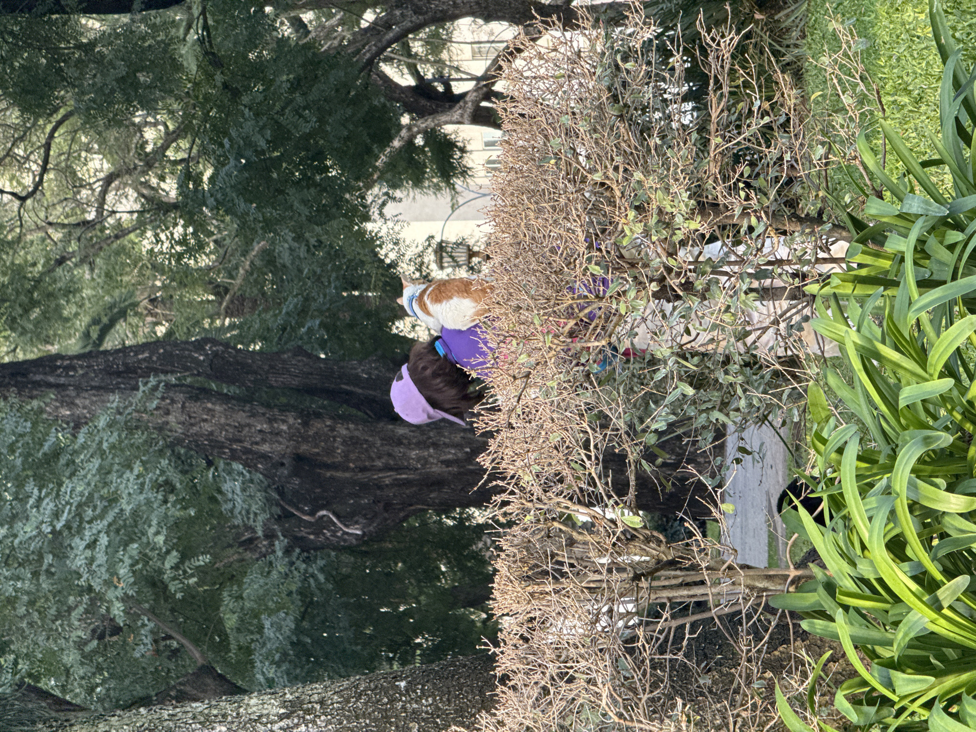 The image, taken outdoors in a green space, features a person wearing a purple hat and carrying a cat on their shoulders. The cat has orange and white fur. The person is positioned near a bush with bare branches, with green plants to the right and a large tree in the background. Buildings are faintly visible between the branches of the trees. The location is likely in Buenos Aires, Argentina, given the image's source.