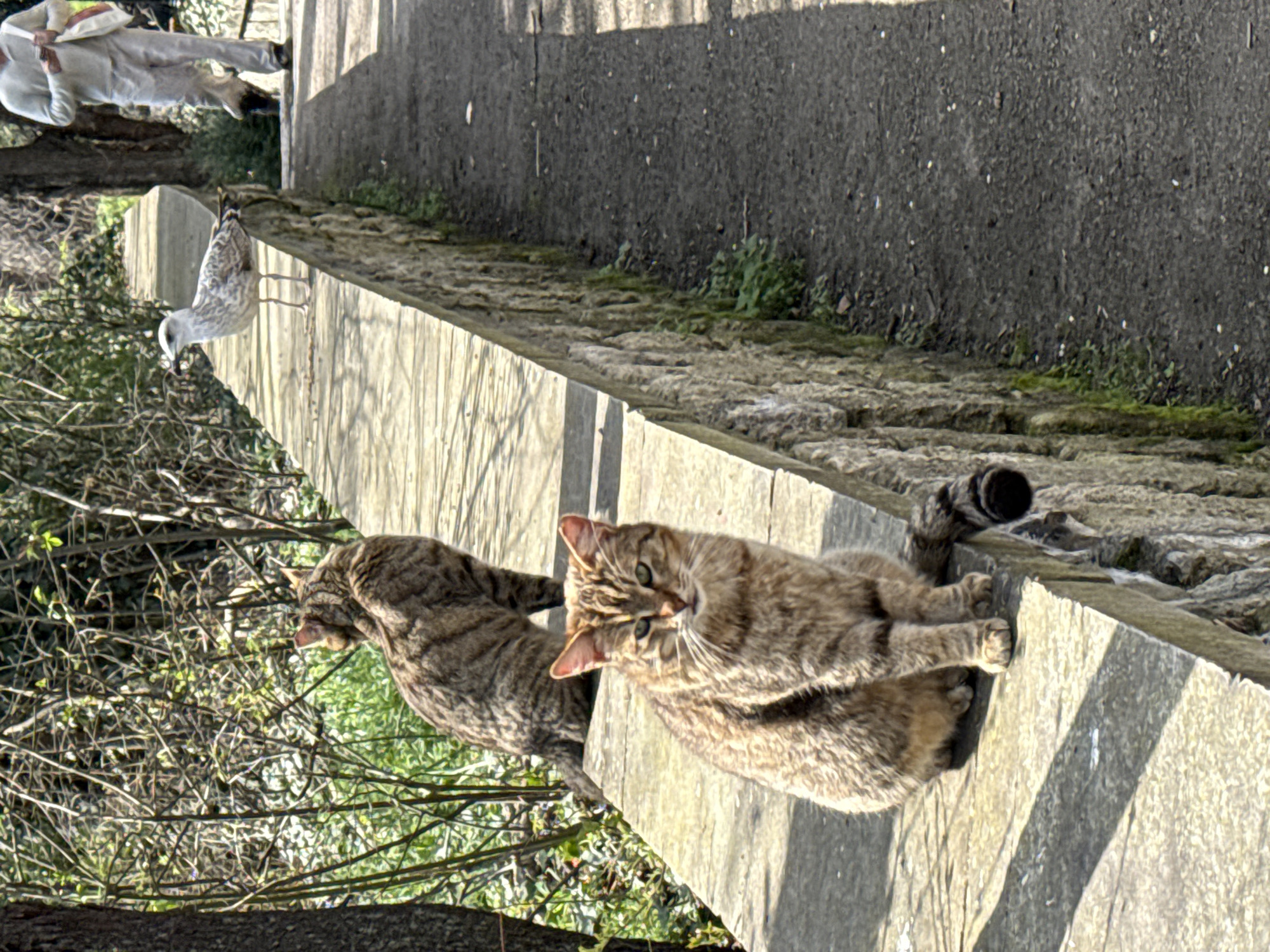 Two cats, both light brown with dark brown stripes, sit on a low concrete wall that abuts a stone embankment. One cat faces forward, looking towards the camera, while the other is to the left. A bird stands near the edge of the wall to the left. Parts of a person are visible at the top of the image. The scene is located near a concrete path and embankment in Varna, Bulgaria.