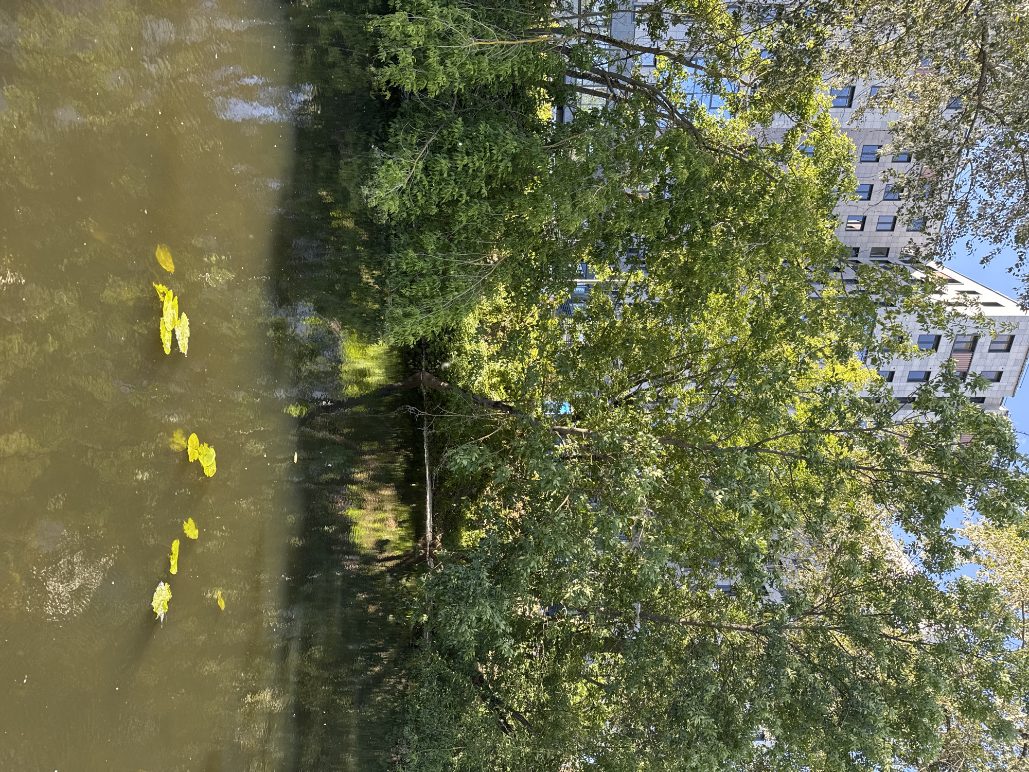 The image shows a reflective body of water, possibly a canal or river, with several large green lily pads floating on its surface. The water has a greenish-brown hue and reflects the surrounding environment. On the right side of the image, lush green trees with dense foliage overhang the water, their leaves dappled with sunlight. Beyond the trees, a modern, multi-story building with a light-colored facade and numerous dark windows is visible. The building has a unique architectural design with staggered sections and balconies. The sky above is a clear, bright blue, suggesting a sunny day. The overall scene appears tranquil and urban, likely a park or waterfront area within a city. The time of day seems to be late morning or early afternoon, given the bright sunlight and distinct shadows. There is no visible text in the image.