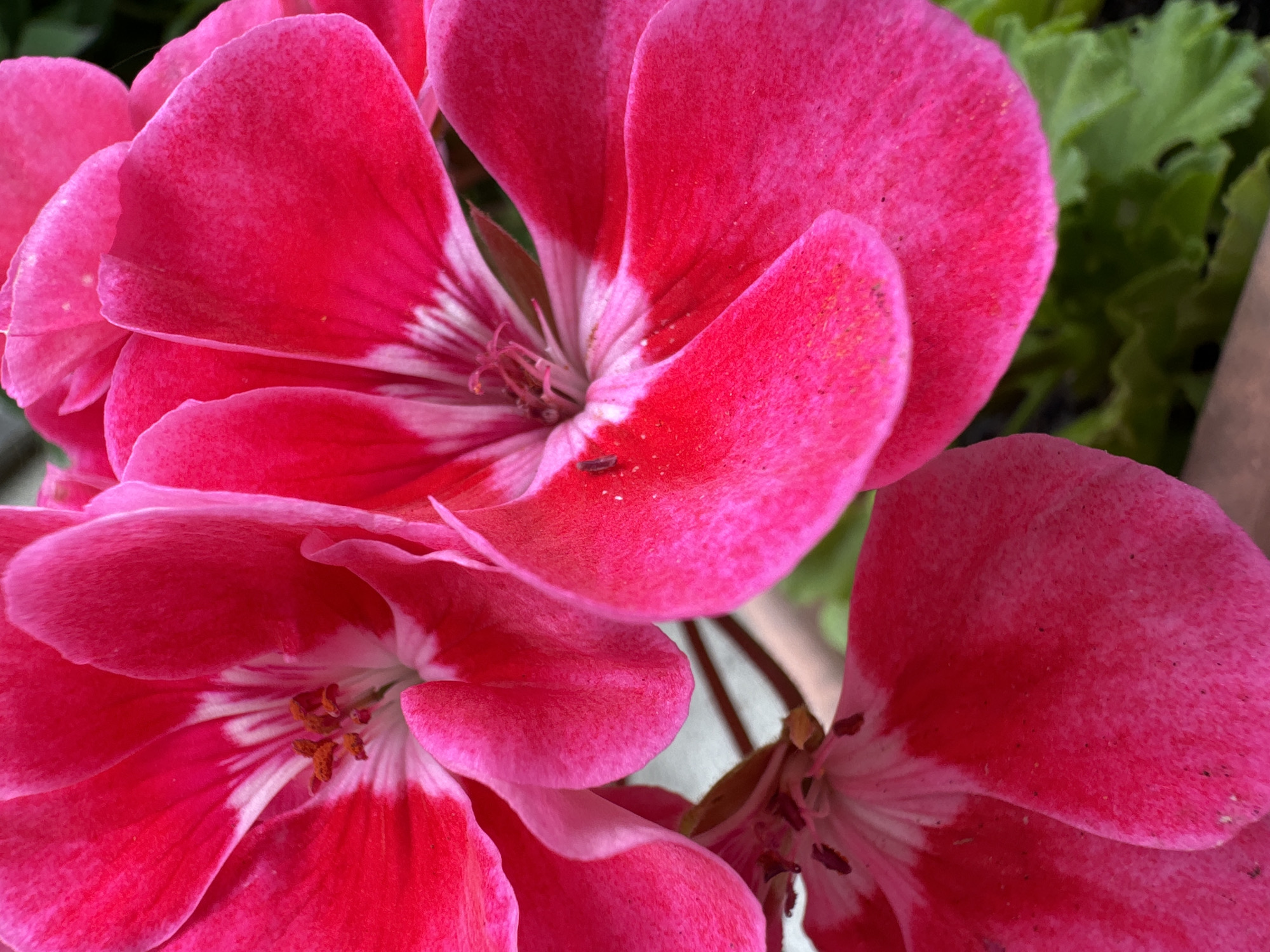 A close-up, high-angle, eye-level shot captures the vibrant pink petals of a geranium flower. The image is focused on the intricate details of the flower's bloom, showcasing its delicate texture and rich color. There is a small, dark insect resting on one of the petals. The background is softly blurred, with hints of green foliage suggesting an outdoor setting. There is no information to determine the location within the city of Waterford, Ireland.