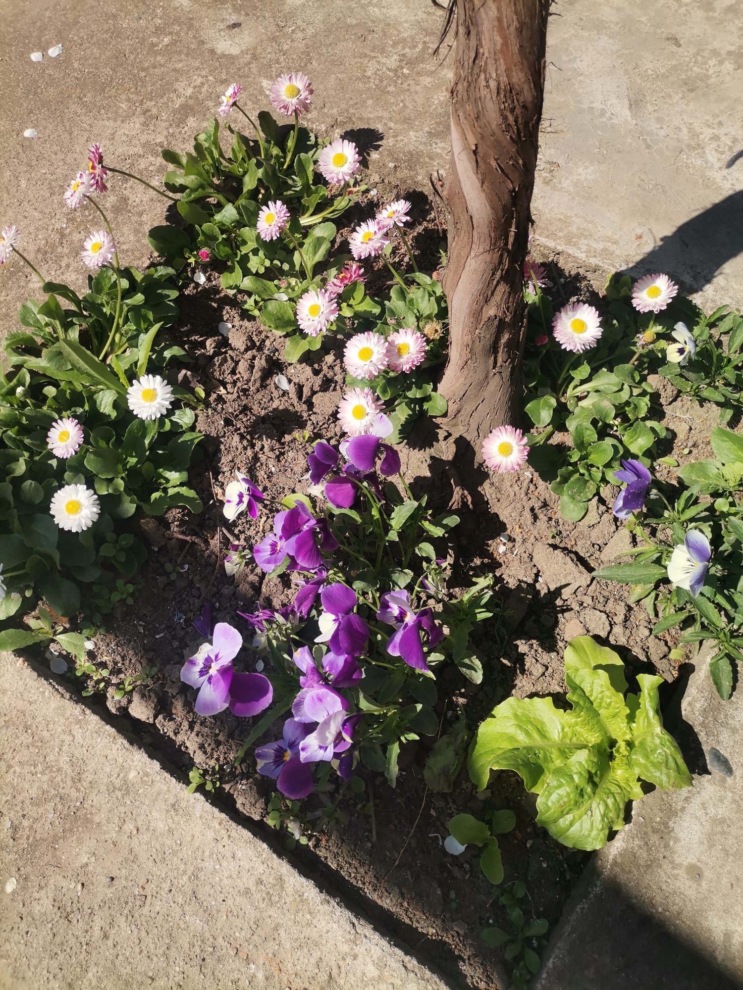 The image shows a flower bed in a garden in Pobeda, Bulgaria. A tree trunk stands at the center, surrounded by soil. Around the trunk are several types of flowering plants: daisies with white and pink petals, and purple and white pansies. To the lower right of the pansies, a small head of lettuce grows. The flower bed is bordered by a concrete edge.