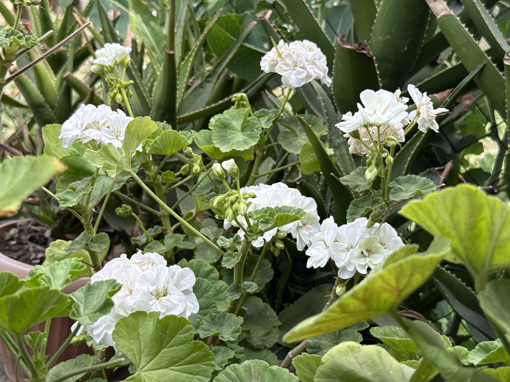 A cluster of white geranium flowers is in bloom, with many petals and green leaves. The flowers are set against a backdrop of aloe vera plants, with their long, spiky green leaves. Some of the aloe vera leaves have brown tips. The lighting is natural, with the sun casting soft shadows. The image is taken from a close-up perspective, focusing on the delicate beauty of the flowers and the textures of the surrounding foliage.