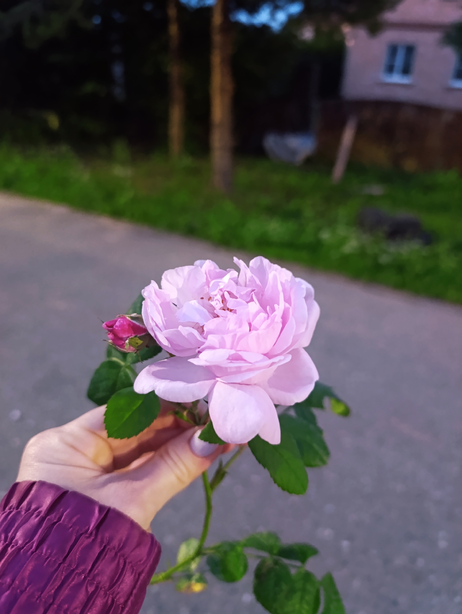 A close-up, vertical, outdoor shot shows a person's hand in the lower left corner, wearing a dark purple, quilted jacket, holding a stem with a light pink, multi-petaled rose and a closed pink rosebud. The rose bloom is in focus in the center of the frame, with its petals unfurling. Several green leaves are visible on the stem. The background is out of focus and depicts a paved path or road running diagonally from left to right, bordered by green grass and trees. A light-colored building with two windows is visible in the far upper right background. The lighting suggests it is late afternoon or early evening.